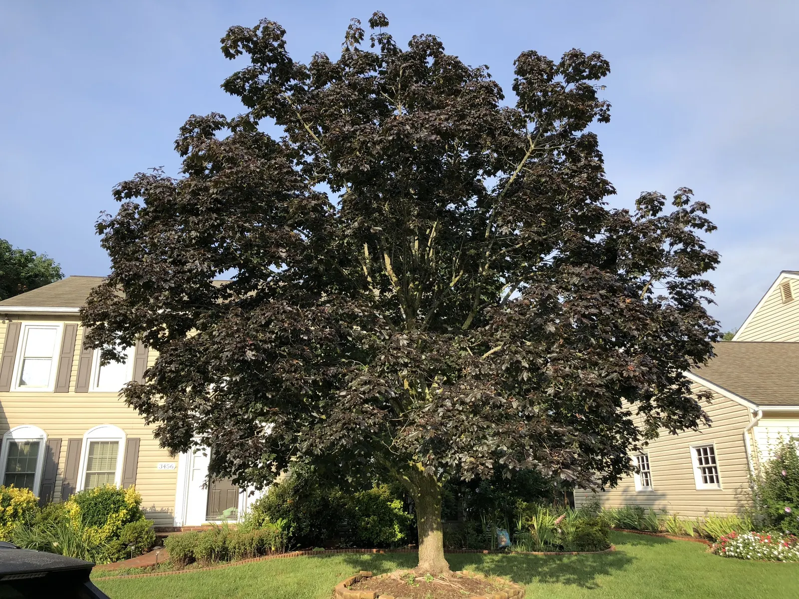 Crimson King Maple (Acer Platanoides 'Crimson King') — it boasts a commanding presence in the landscape; making it a favorite for adding seasonal