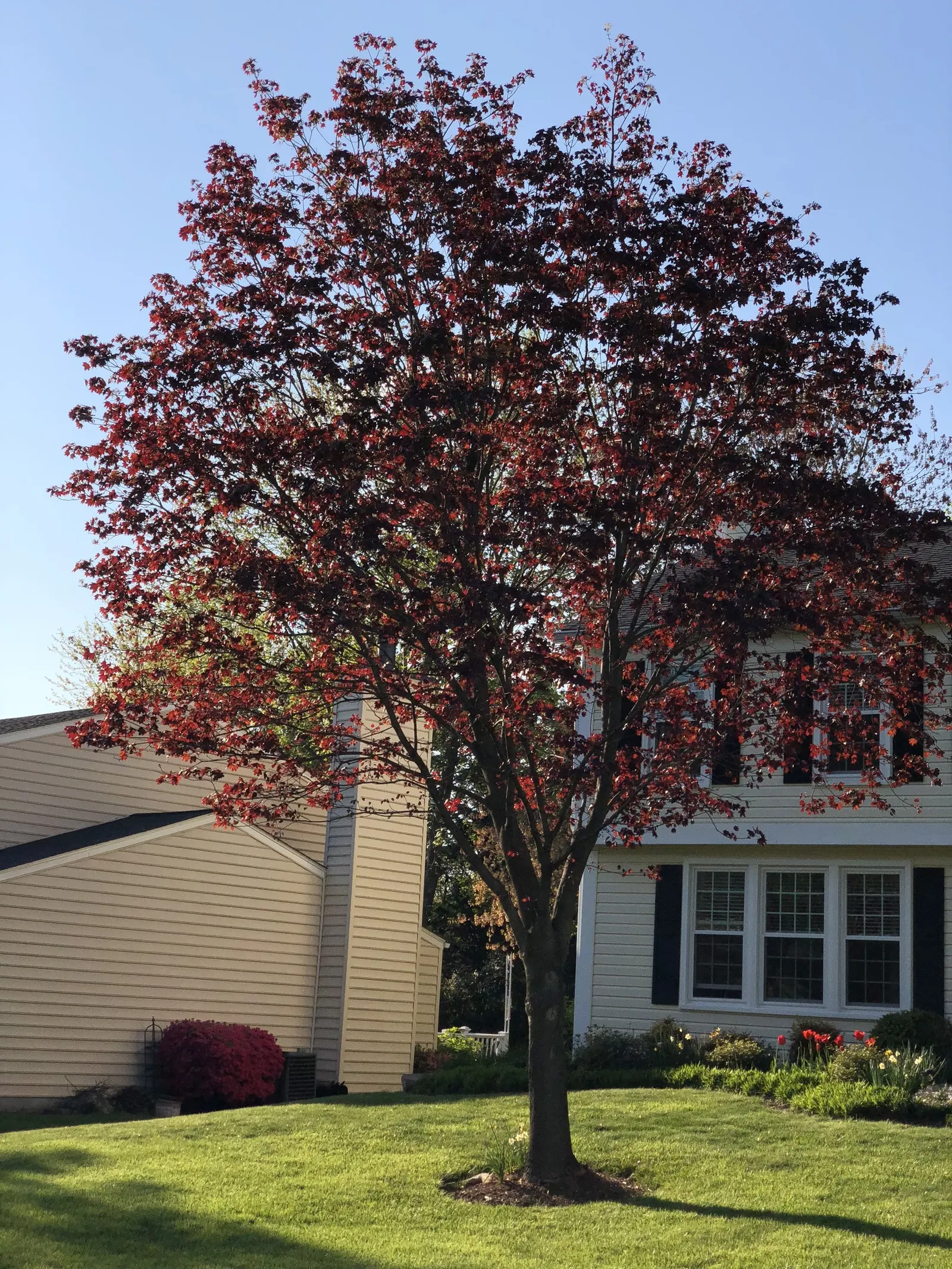 Crimson King Maple (Acer Platanoides 'Crimson King') — Preferring full sun to partial shade; the Crimson King Maple thrives in full sun to partial shade