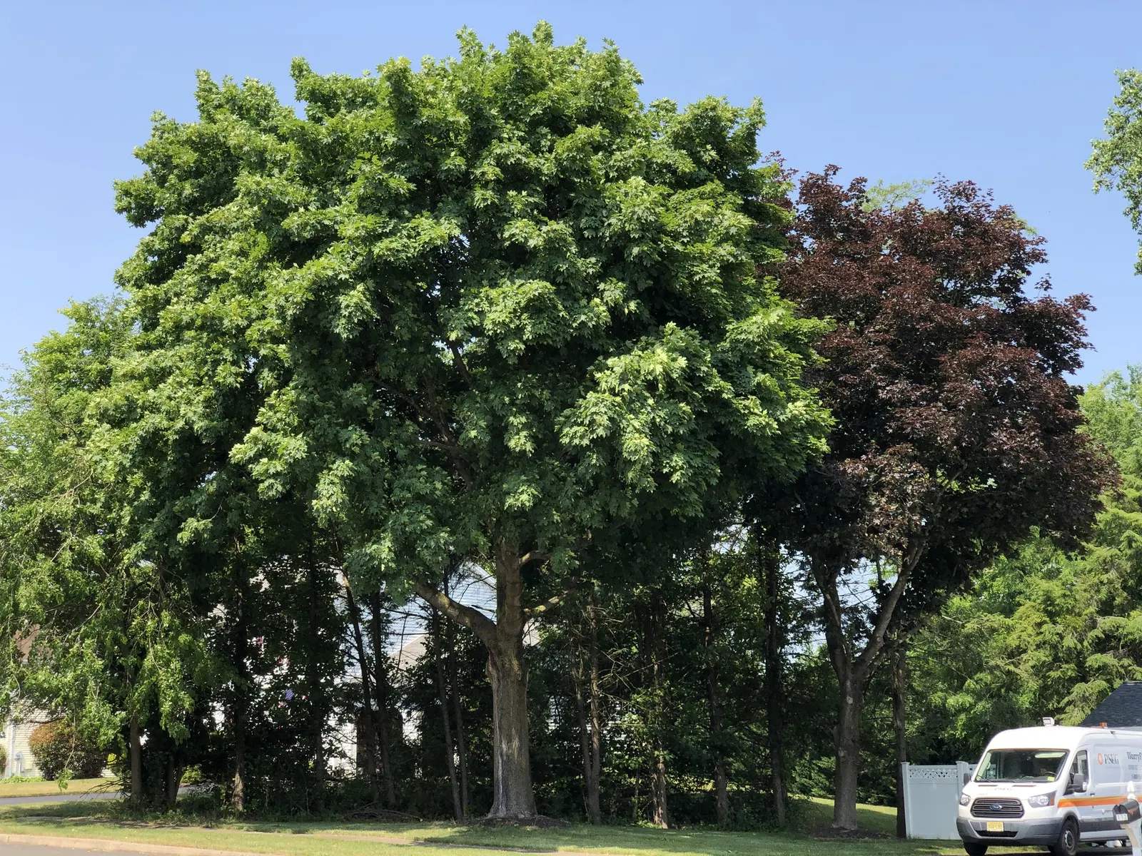 Crimson King Maple (Acer Platanoides 'Crimson King') — the Crimson King Maple thrives in full sun to partial shade