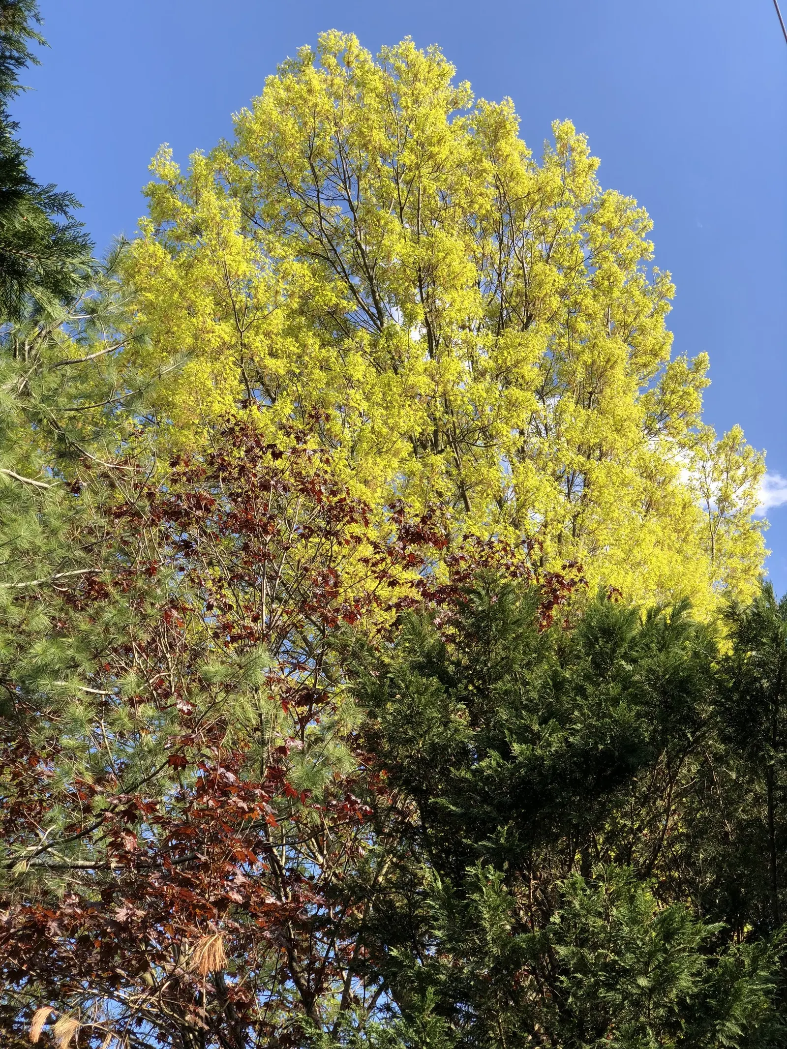 Crimson King Maple (Acer Platanoides 'Crimson King') — the Crimson King Maple's foliage emerges bright crimson in spring; is a striking specimen, image 68