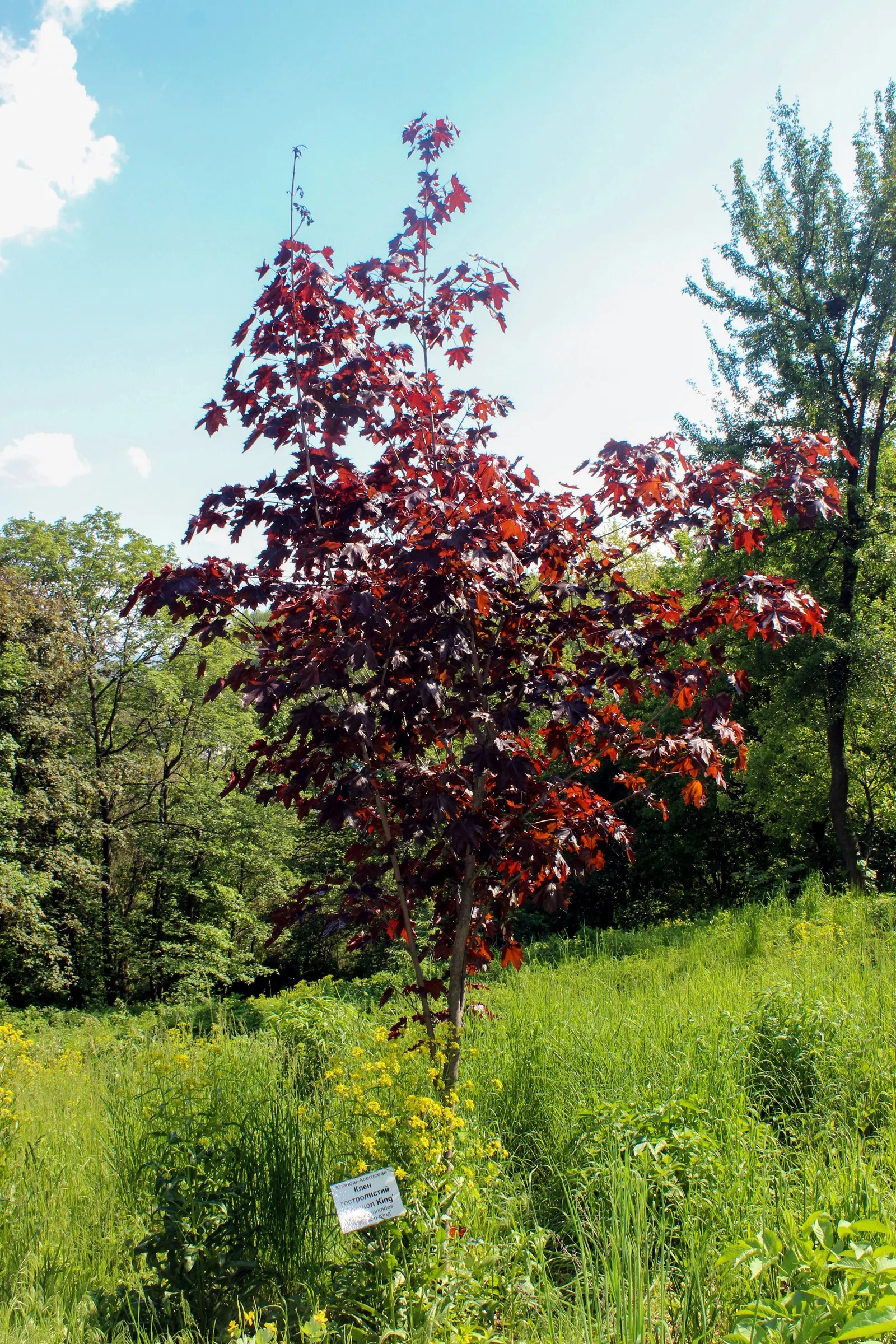 Crimson King Maple (Acer Platanoides 'Crimson King') — it adapts to a variety of soils and is a striking choice for visual interest and contrast in, image 55