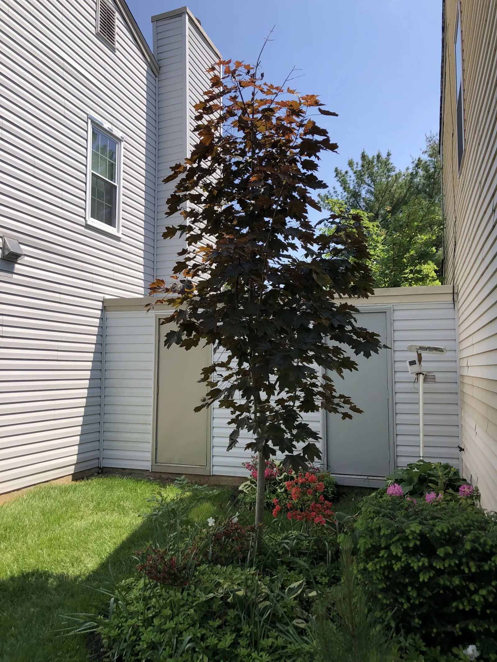 Crimson King Maple (Acer Platanoides 'Crimson King') — when it then turns to a brownish color; this tree's striking palette offers a dramatic contrast to the