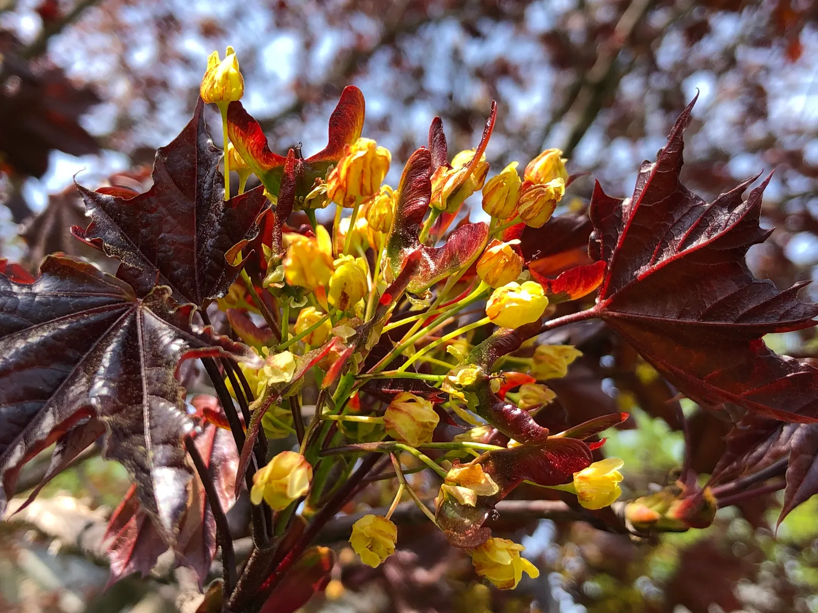 Crimson King Maple (Acer Platanoides 'Crimson King') — This tree's striking palette offers a dramatic contrast to the typical greens of the, image 71