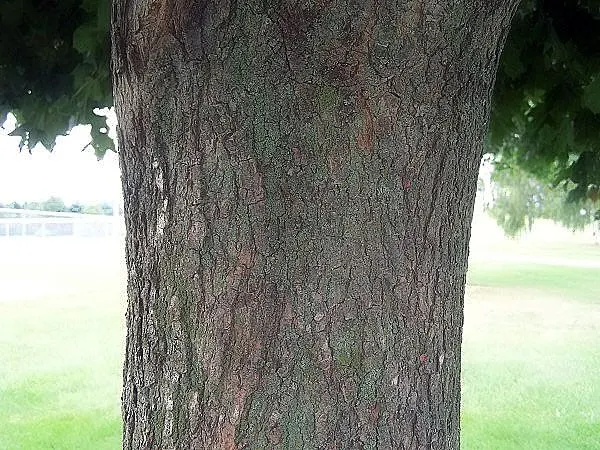 Crimson King Maple (Acer Platanoides 'Crimson King') — Preferring full sun to partial shade; the Crimson King Maple thrives in full sun to partial, image 54