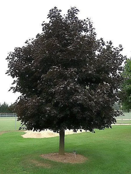 Crimson King Maple (Acer Platanoides 'Crimson King') — it can sometimes be susceptible to aphids and bark problems; annual growth can average 12 to 24 inches