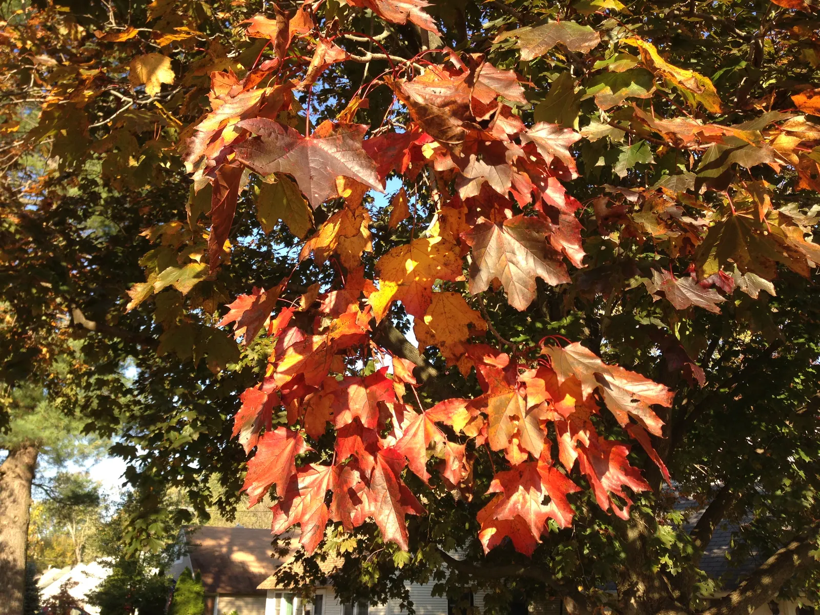 Crimson King Maple (Acer Platanoides 'Crimson King') — When designing landscapes