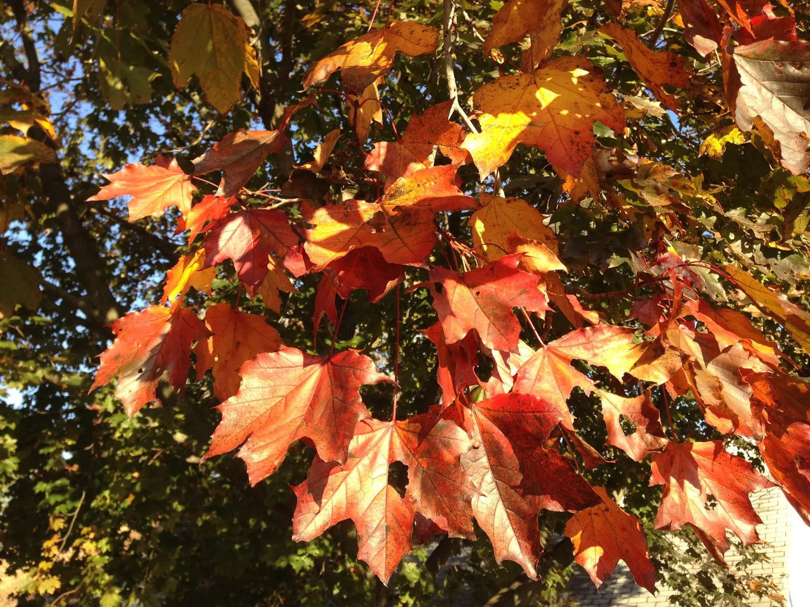 Crimson King Maple (Acer Platanoides 'Crimson King') — which should be accounted for to prevent interference with sidewalks or driveways; this, image 76