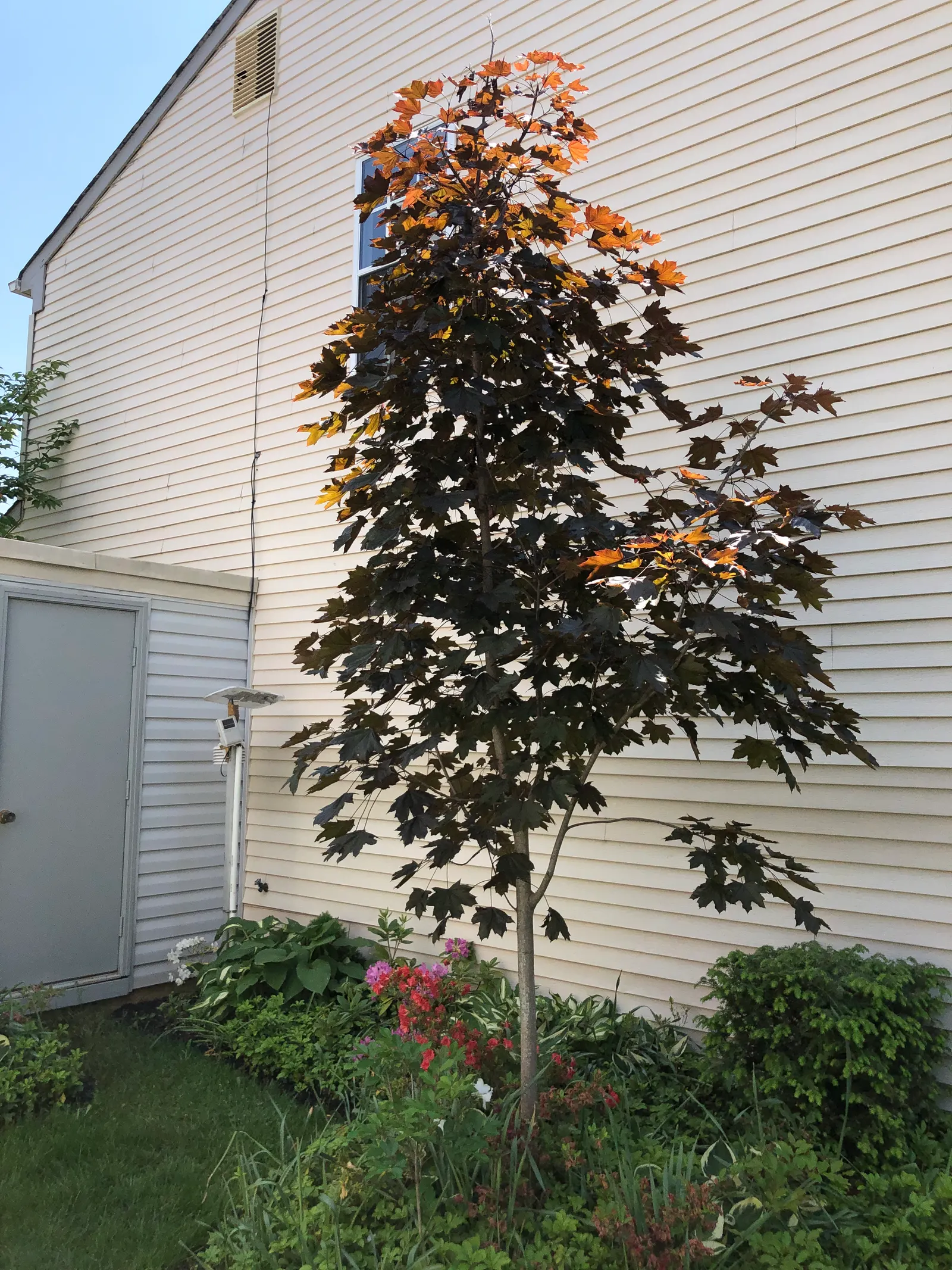 Crimson King Maple (Acer Platanoides 'Crimson King') — botanically known as Acer platanoides 'Crimson King'