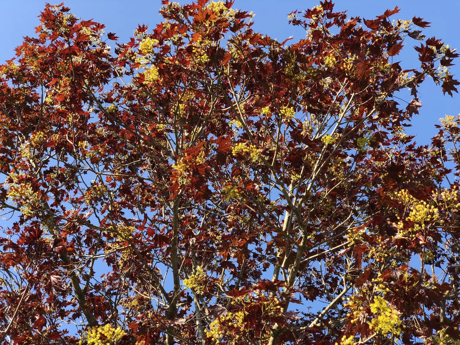 Crimson King Maple (Acer Platanoides 'Crimson King') — reaching a mature height of 35 to 50 feet with a spread of 25 to 40 feet; reaching up to, image 60