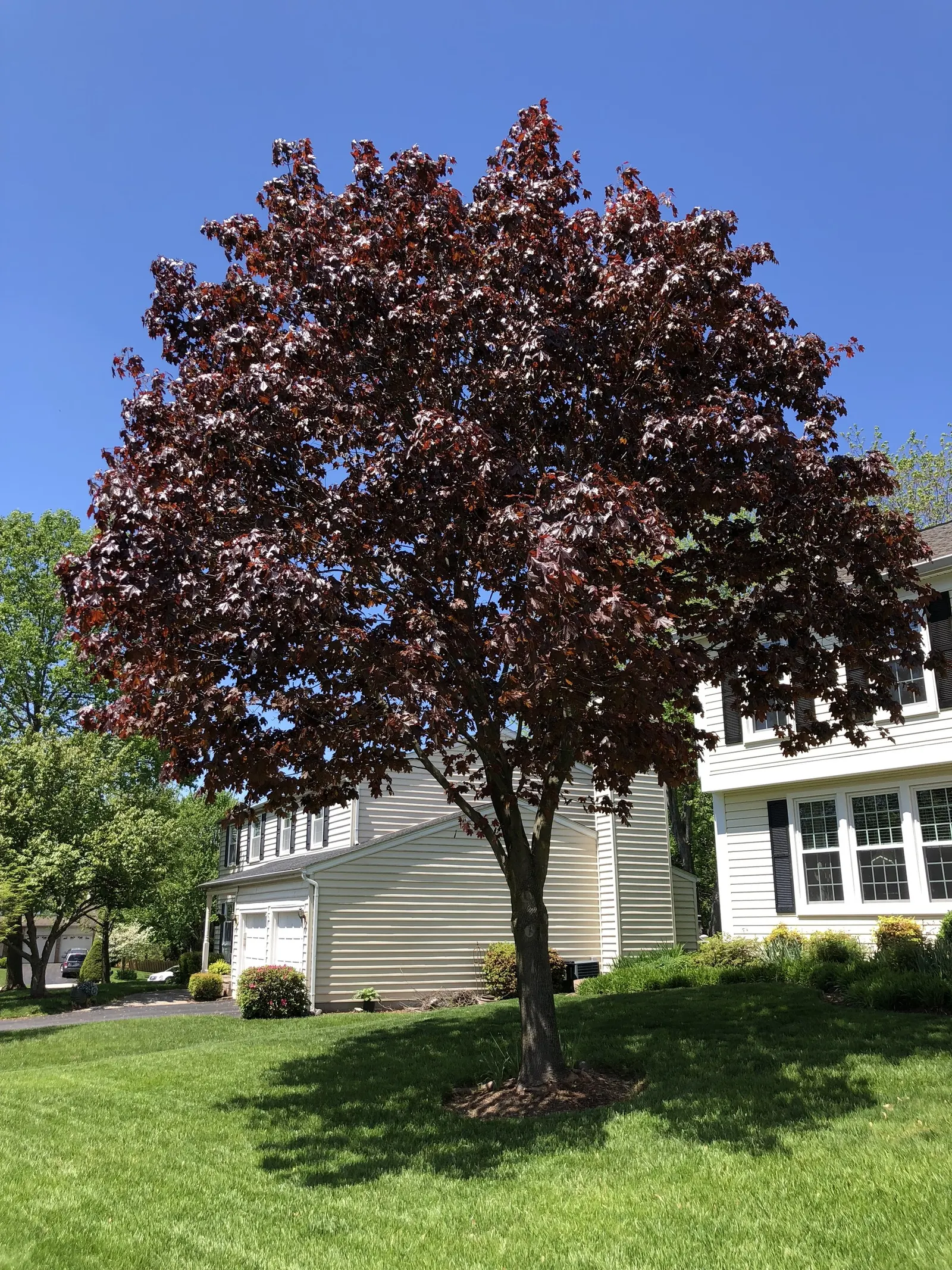 Crimson King Maple (Acer Platanoides 'Crimson King') — This deciduous tree maintains a rounded to oval crown; reaching a mature height of 35 to 50 feet with a