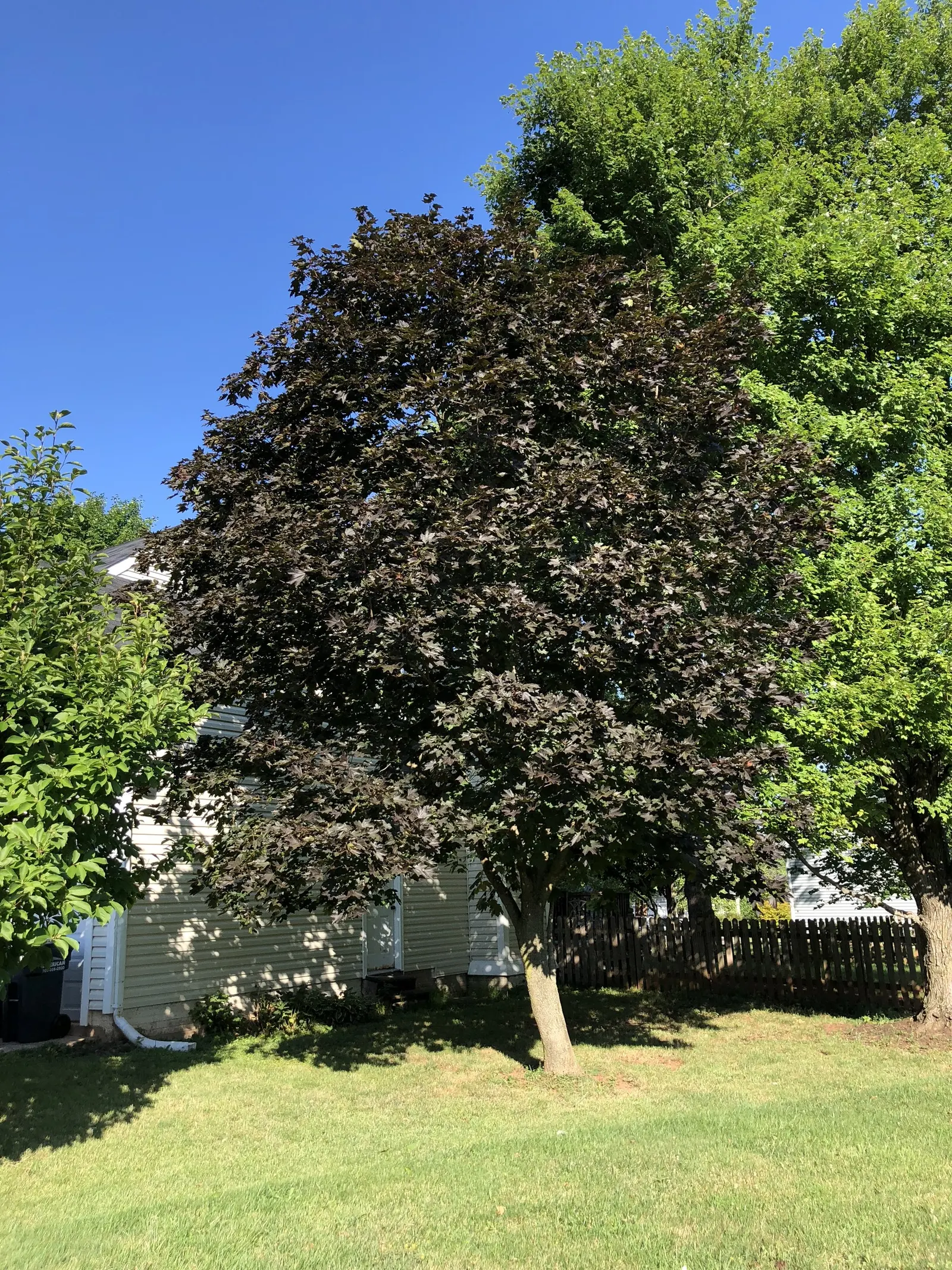 Crimson King Maple (Acer Platanoides 'Crimson King') — space consideration is essential due to its expansive root system