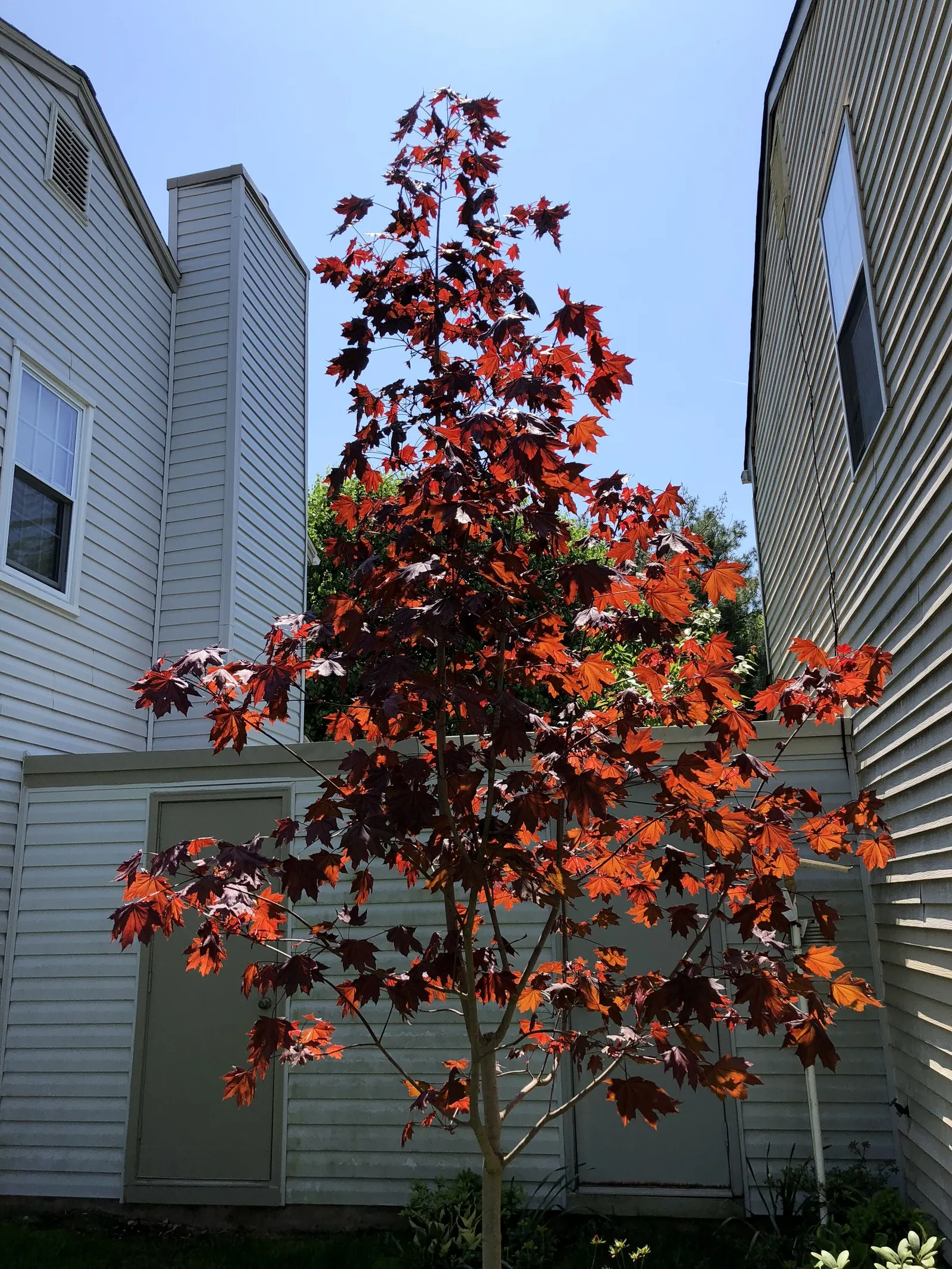 Crimson King Maple (Acer Platanoides 'Crimson King') — This deciduous tree maintains a rounded to oval crown