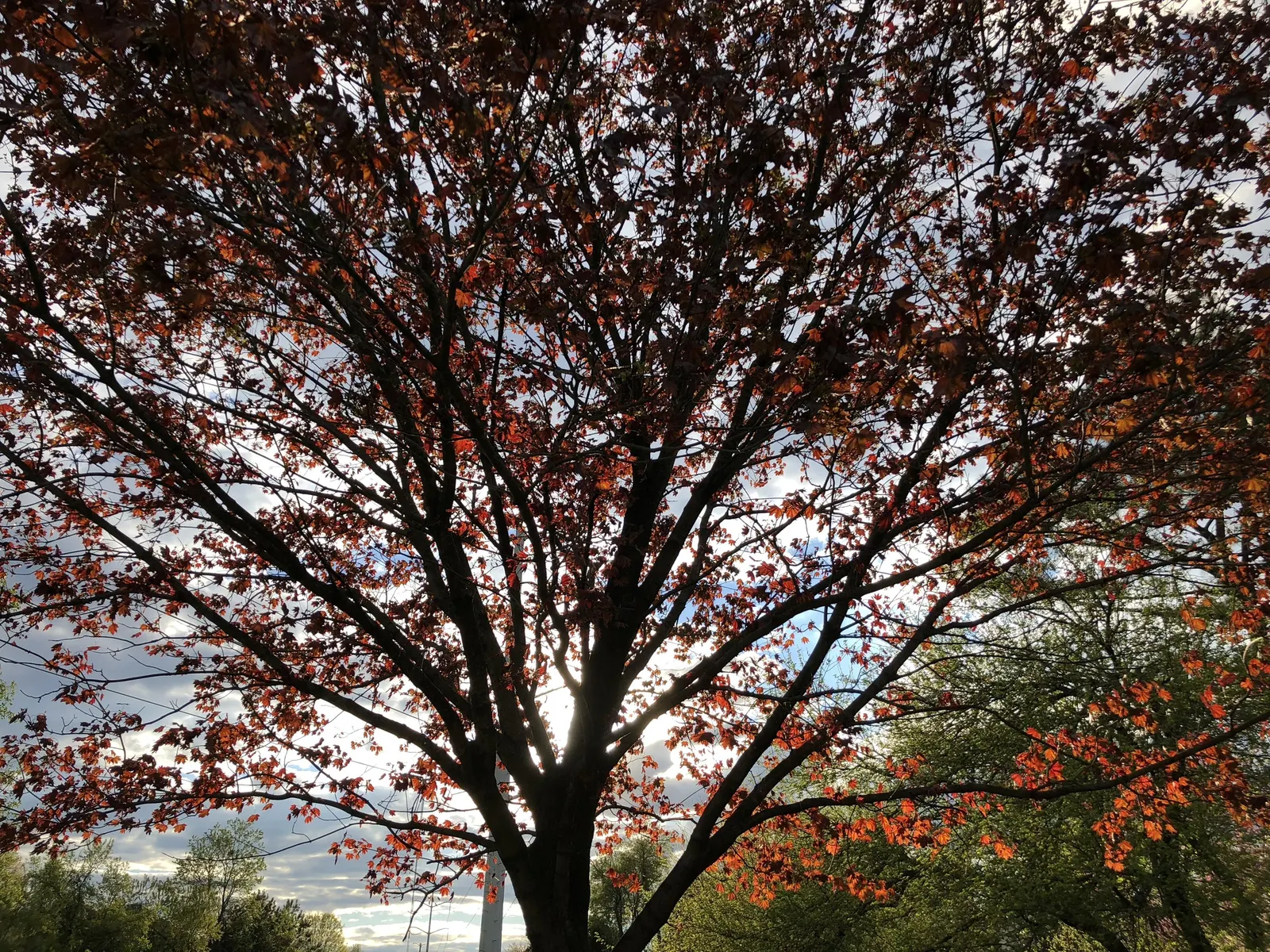 Crimson King Maple (Acer Platanoides 'Crimson King') — transitioning to a deep purple that persists until fall; loamy soil but is adaptable to a, image 69