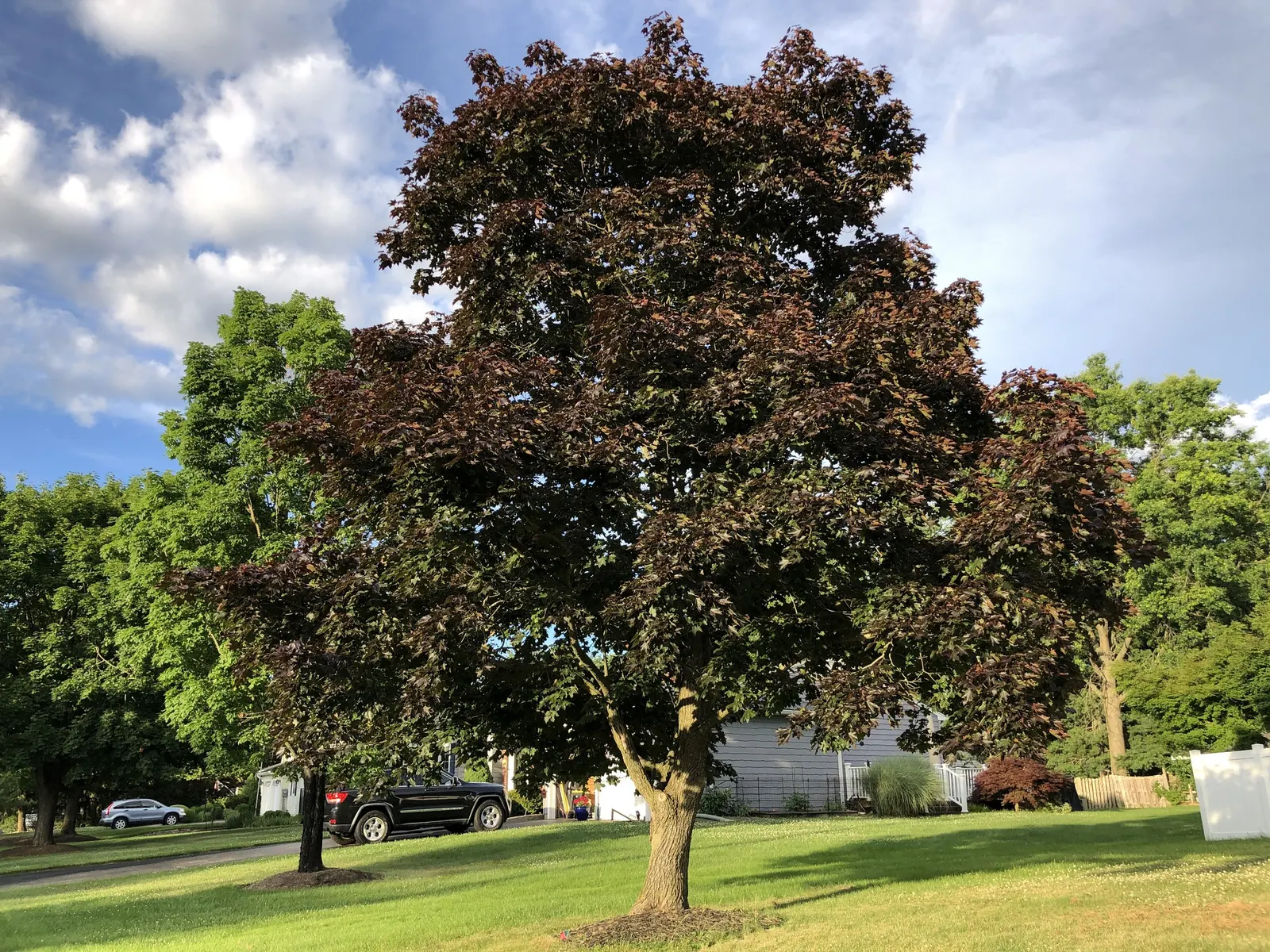 Crimson King Maple (Acer Platanoides 'Crimson King') — transitioning to a deep purple that persists until fall