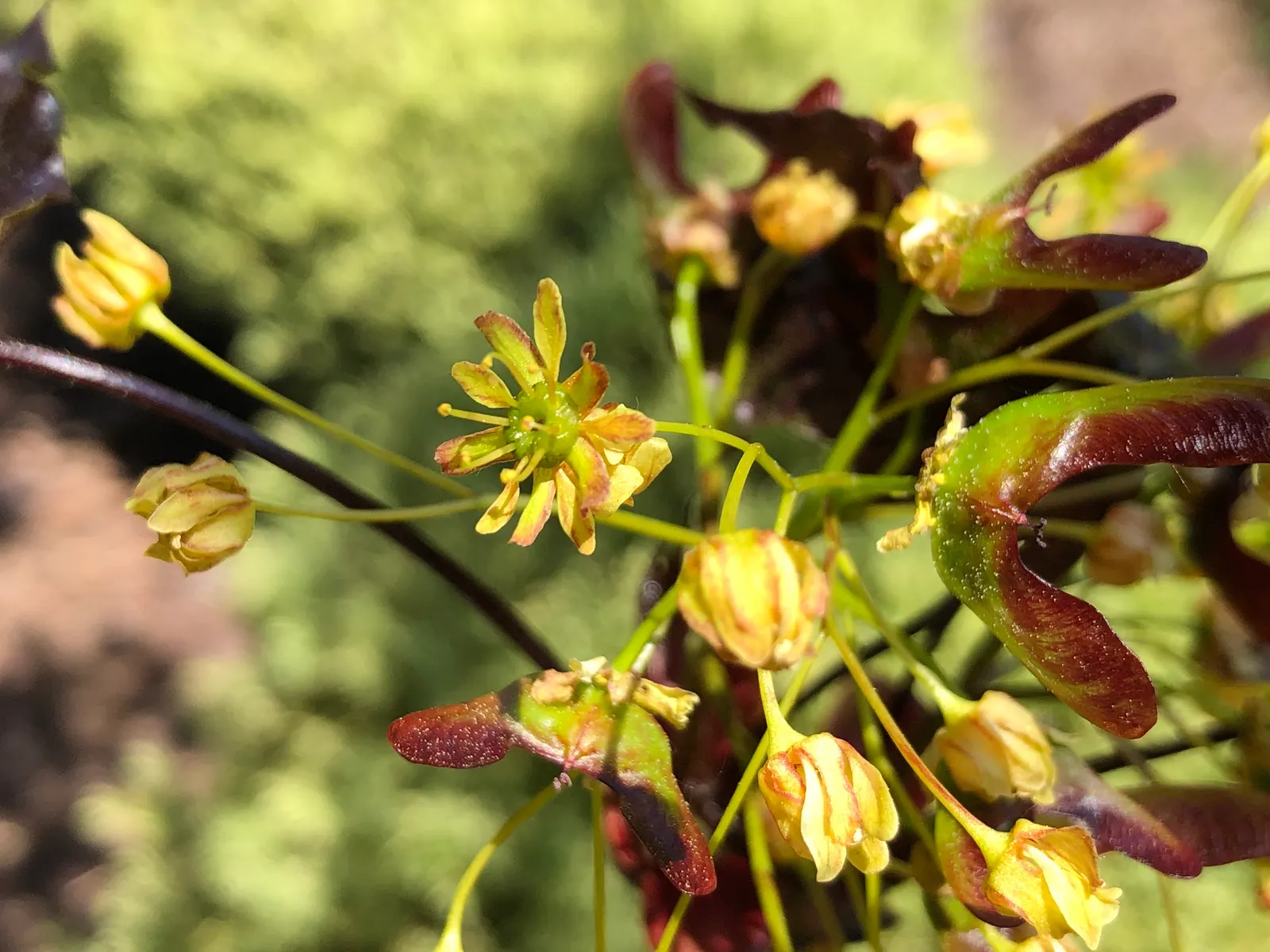 Crimson King Maple (Acer Platanoides 'Crimson King') — botanically known as Acer platanoides 'Crimson King'; the Crimson King Maple serves as a picturesque
