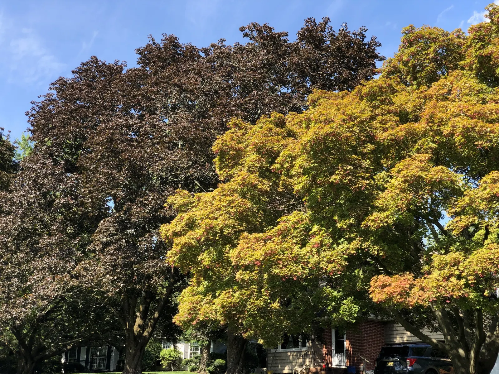 Crimson King Maple (Acer Platanoides 'Crimson King') — is a striking specimen renowned for its distinctive maroon or purple foliage