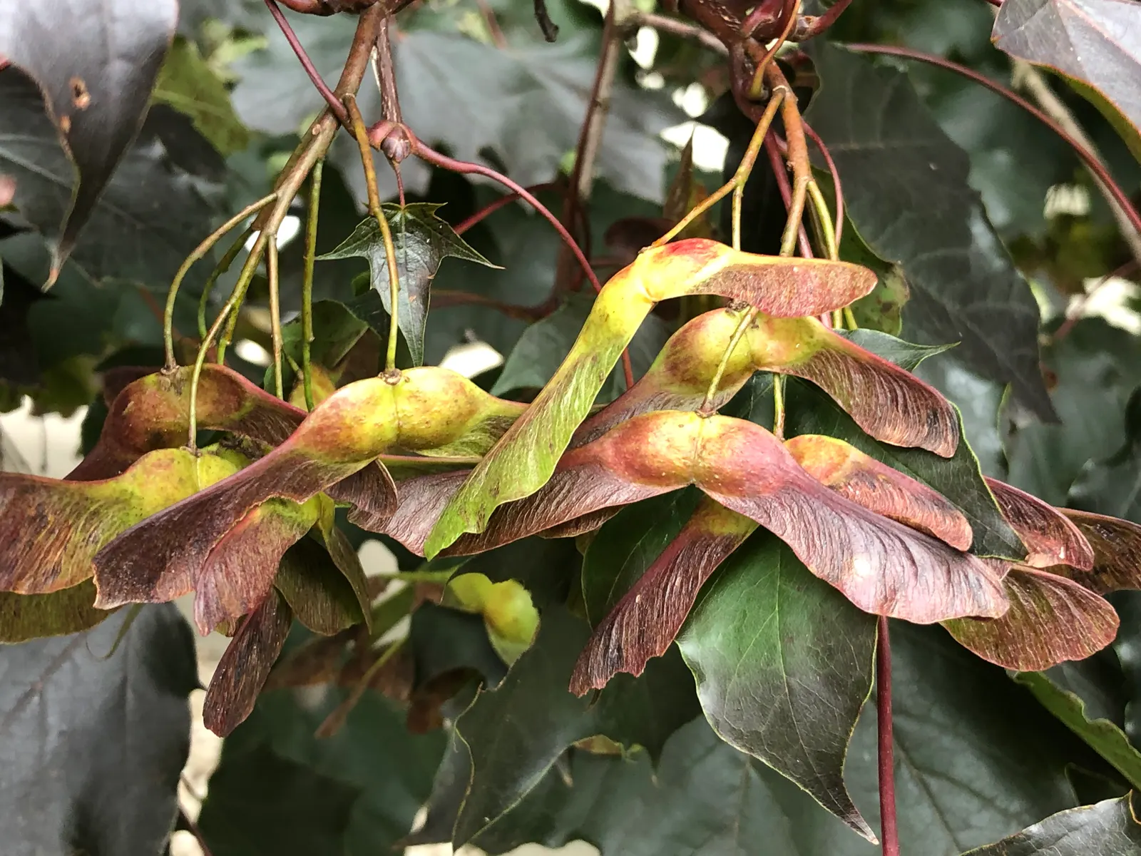 Crimson King Maple (Acer Platanoides 'Crimson King') — the Crimson King Maple thrives in full sun to partial shade; when designing landscapes