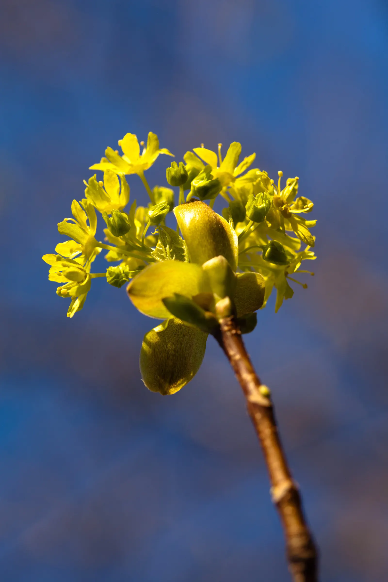 Crimson King Maple (Acer Platanoides 'Crimson King') — loamy soil but is adaptable to a range of soil conditions; it adapts to a variety of soils and is a