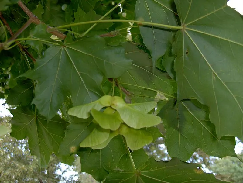 Crimson King Maple (Acer Platanoides 'Crimson King') — transitioning to a deep purple that persists until fall; loamy soil but is adaptable to a range of soil