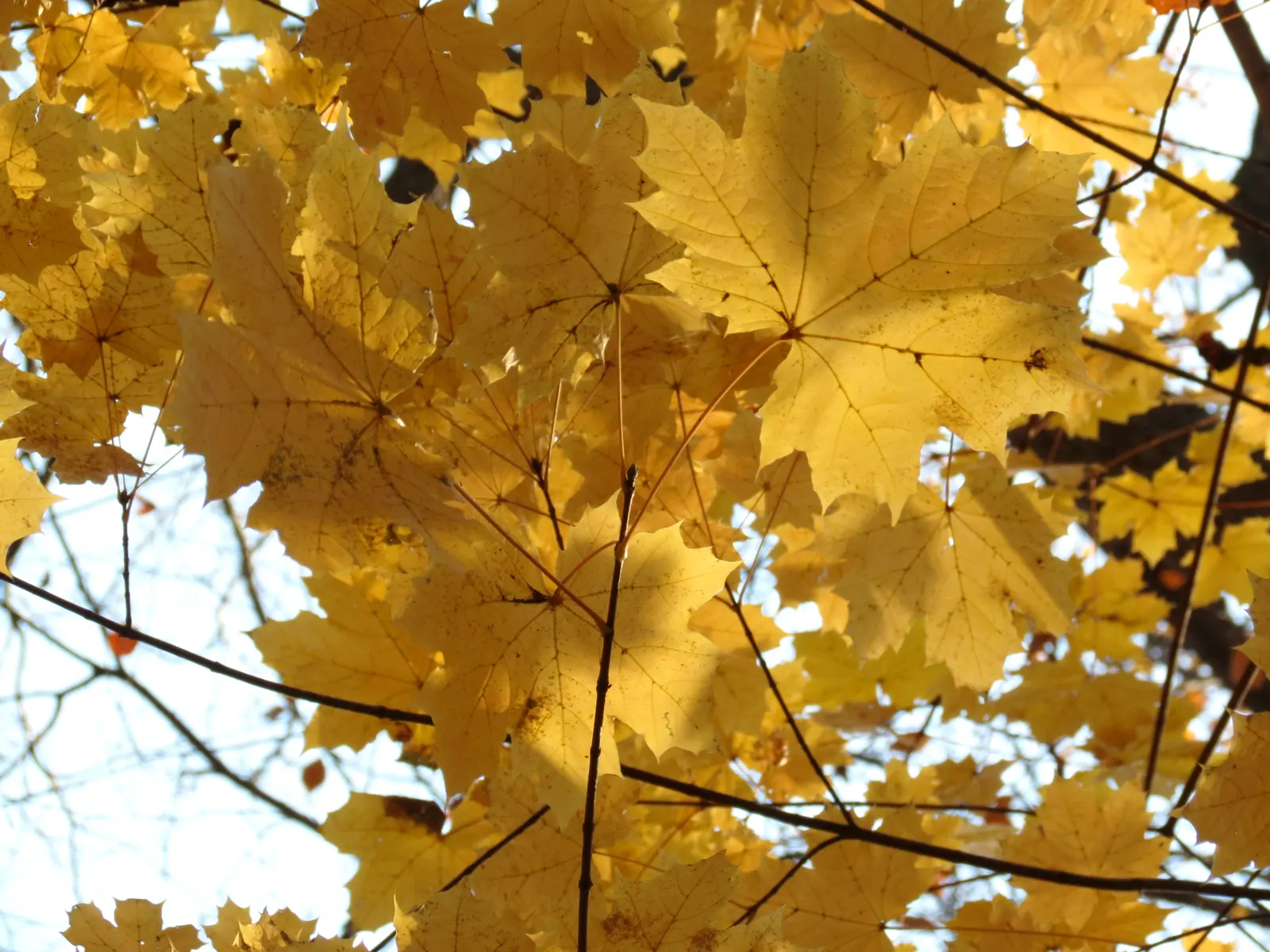 Crimson King Maple (Acer Platanoides 'Crimson King') — providing ample shade throughout the growing season.<br><br>Hardy in USDA zones 4 through 7, image 62