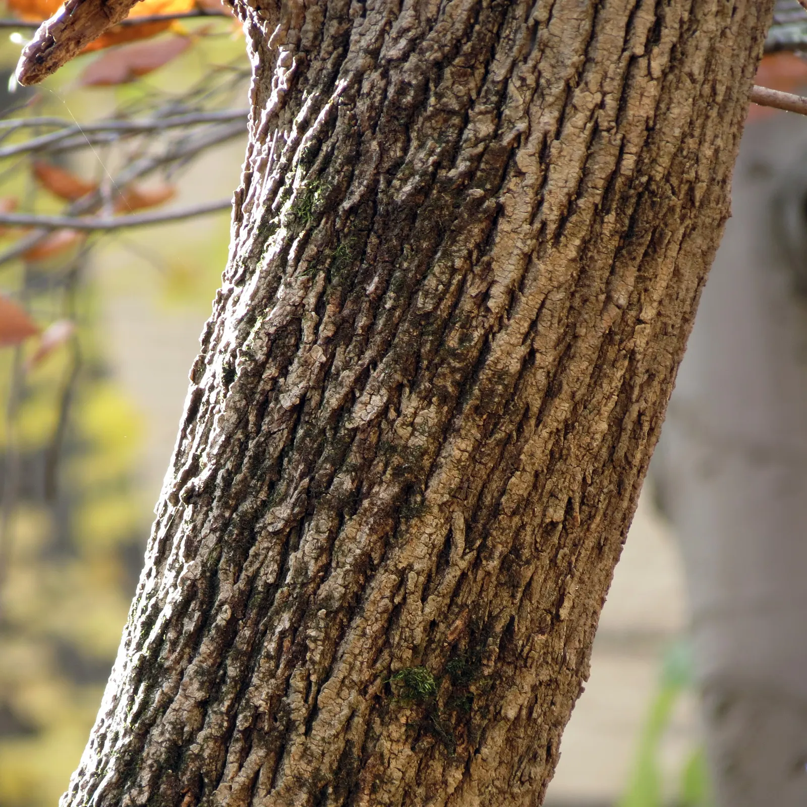 Crimson King Maple (Acer Platanoides 'Crimson King') — tree for full; space consideration is essential due to its expansive root system