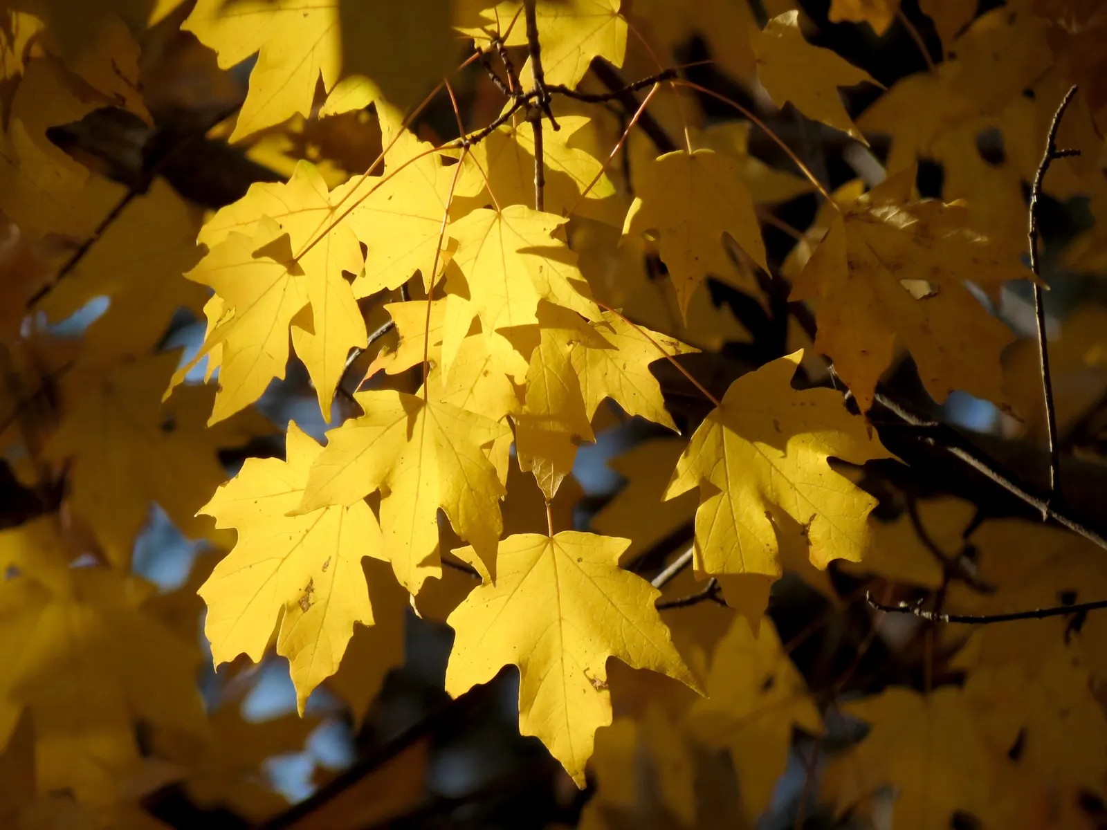 Crimson King Maple (Acer Platanoides 'Crimson King') — Reaching up to 35-50 feet in height with a 25-40 feet spread; botanically known as Acer, image 53