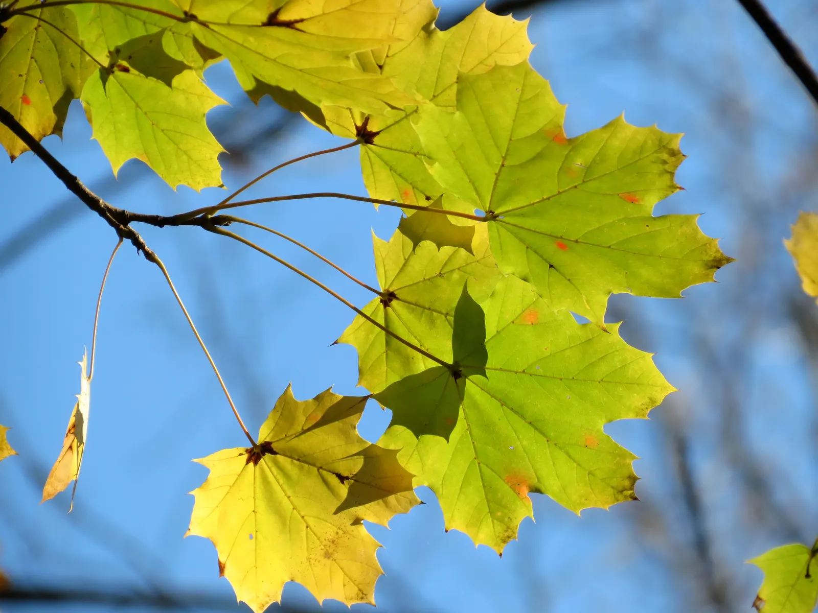 Crimson King Maple (Acer Platanoides 'Crimson King') — This tree's striking palette offers a dramatic contrast to the typical greens of the landscape; tree for