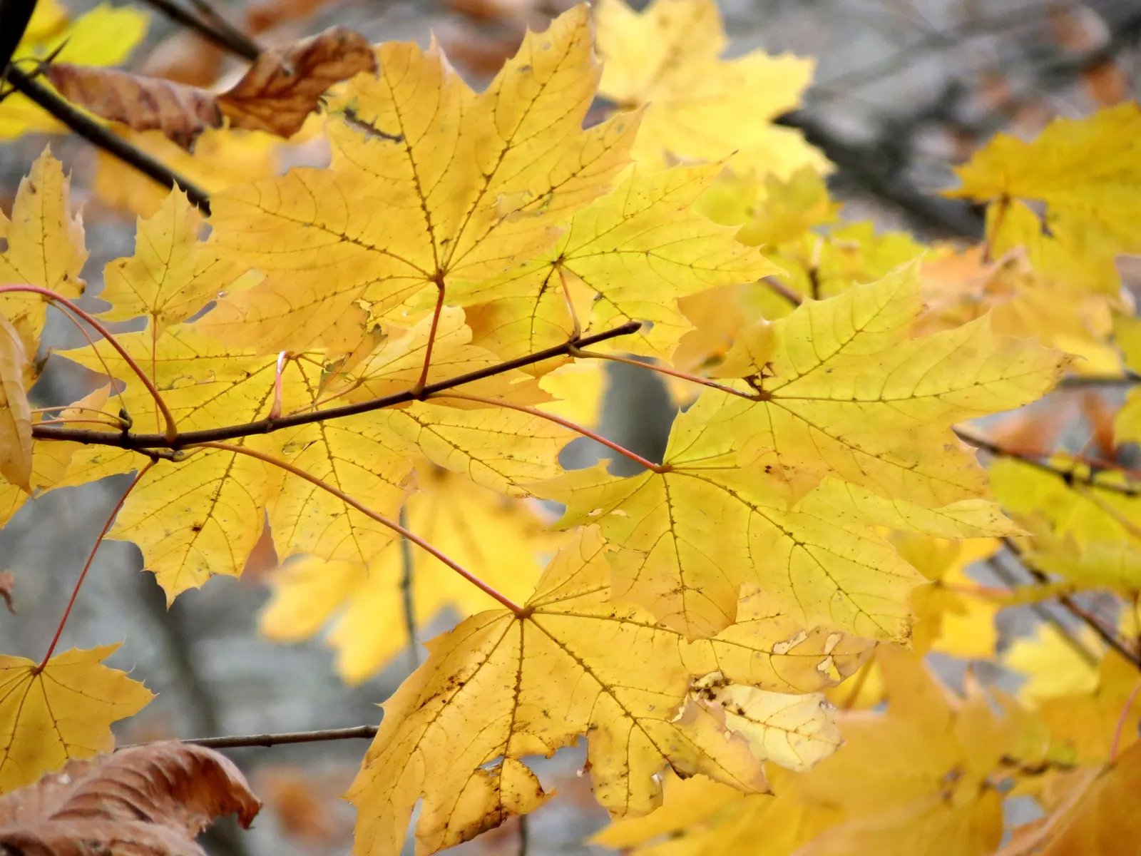 Crimson King Maple (Acer Platanoides 'Crimson King') — loamy soil but is adaptable to a range of soil conditions; it adapts to a variety of soils, image 64