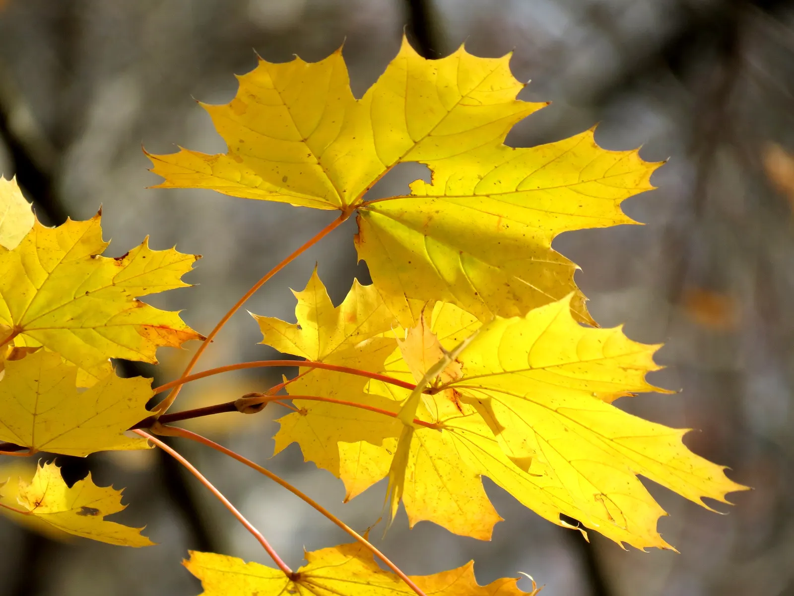 Crimson King Maple (Acer Platanoides 'Crimson King') — making it a favorite for adding seasonal interest.<br><br>While it is mostly pest-free