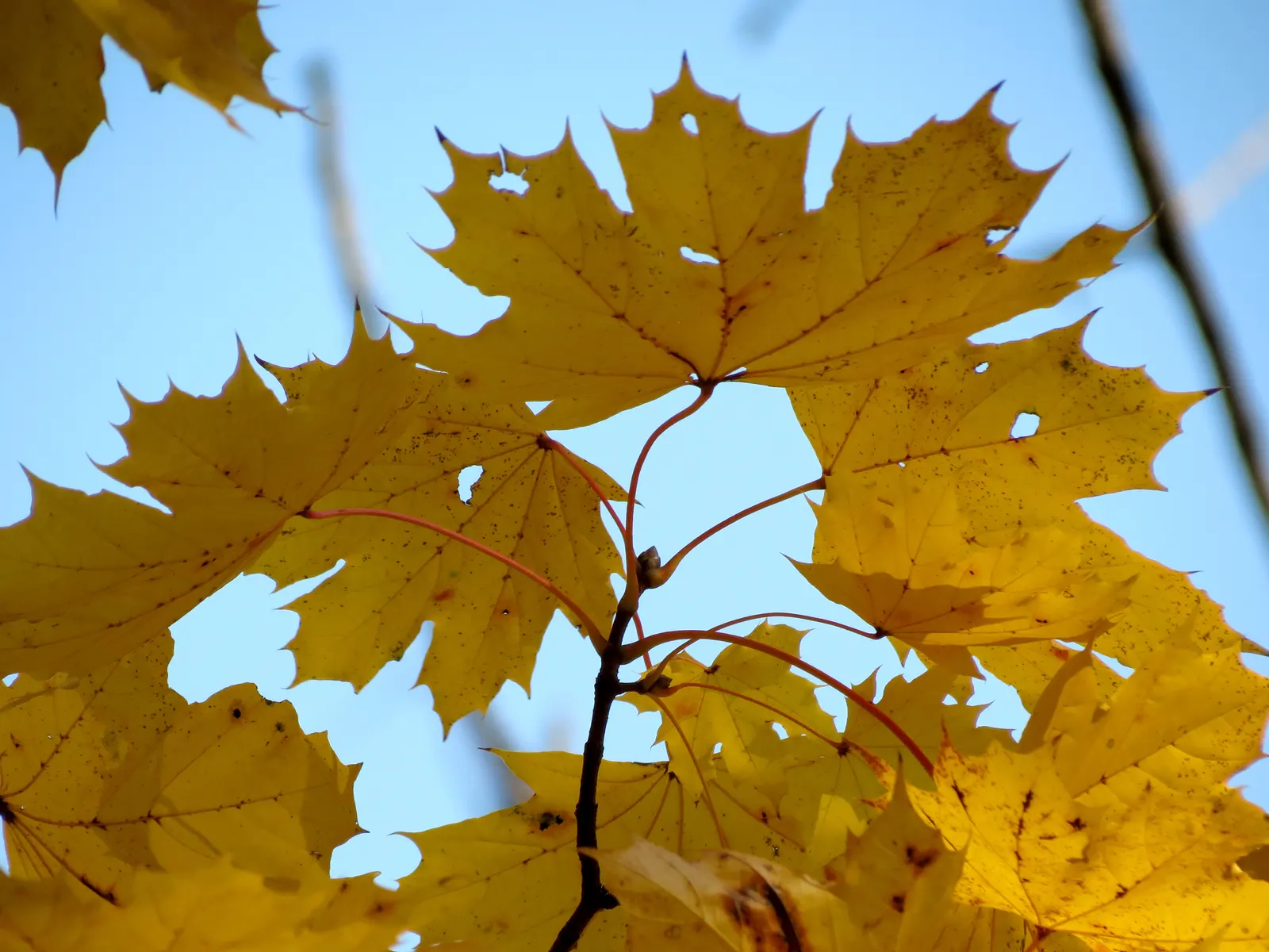 Crimson King Maple (Acer Platanoides 'Crimson King') — Preferring full sun to partial shade