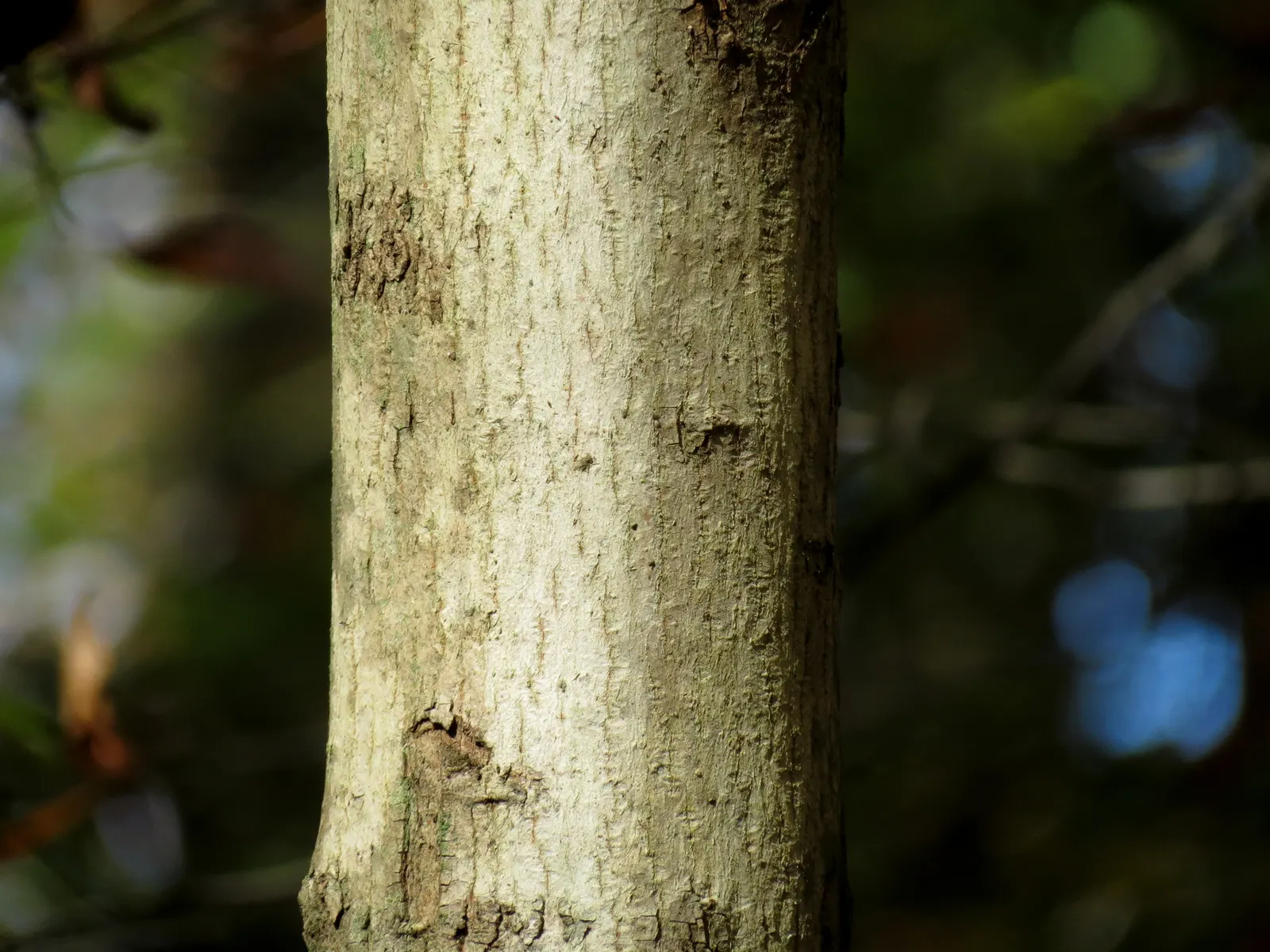 Crimson King Maple (Acer Platanoides 'Crimson King') — exhibiting moderate drought tolerance once established; providing ample shade throughout the growing