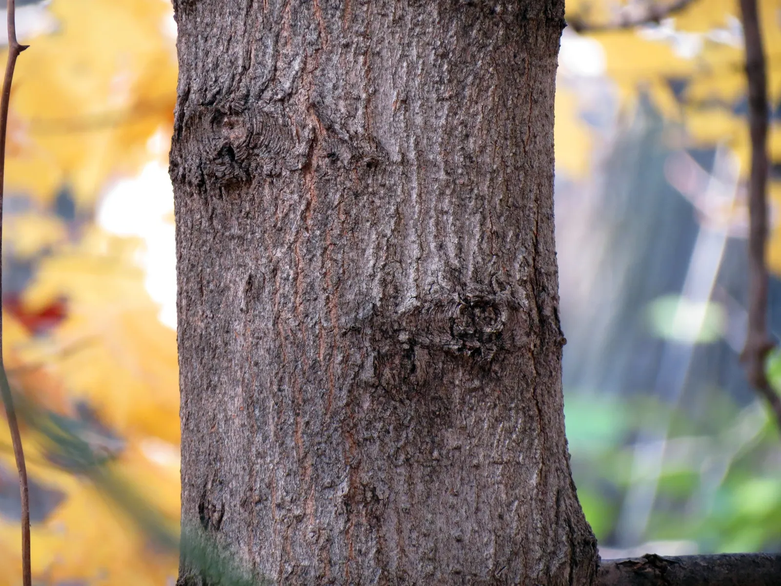 Crimson King Maple (Acer Platanoides 'Crimson King') — reaching a mature height of 35 to 50 feet with a spread of 25 to 40 feet; reaching up to 35-50 feet in