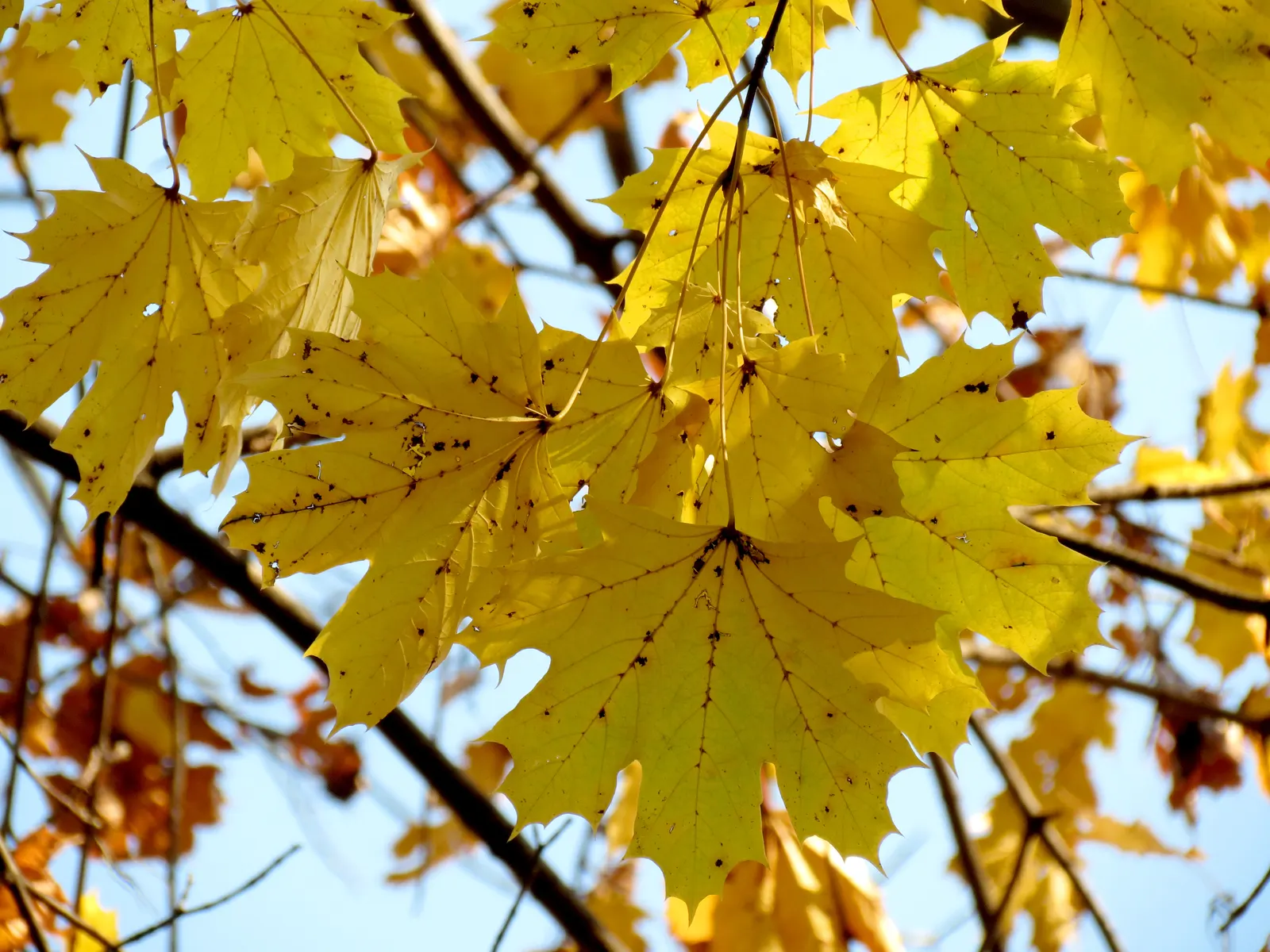 Crimson King Maple (Acer Platanoides 'Crimson King') — The Crimson King Maple serves as a picturesque specimen or shade tree in larger gardens and, image 77