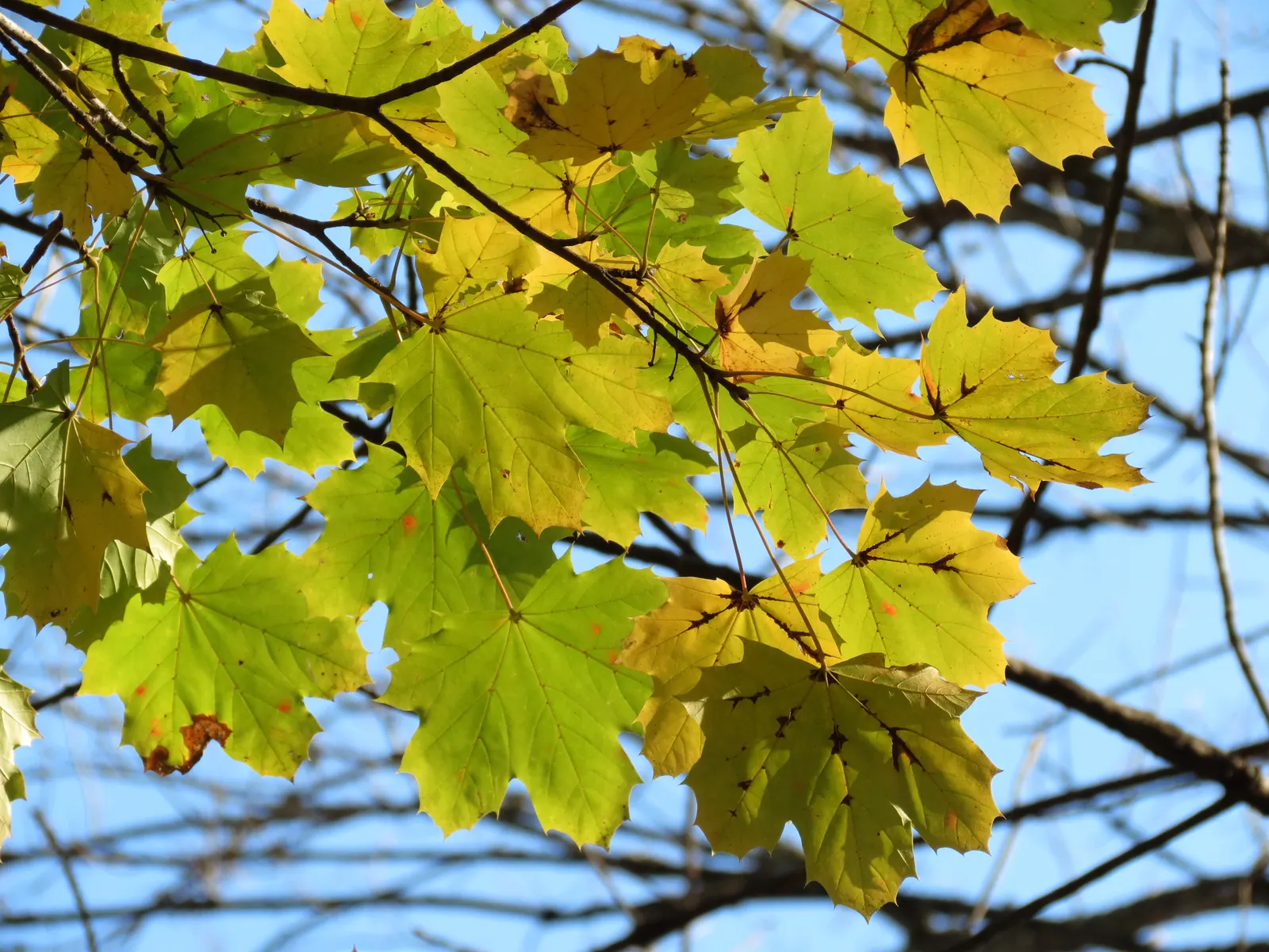Crimson King Maple (Acer Platanoides 'Crimson King') — Annual growth can average 12 to 24 inches in both height and spread; transitioning to a deep, image 66