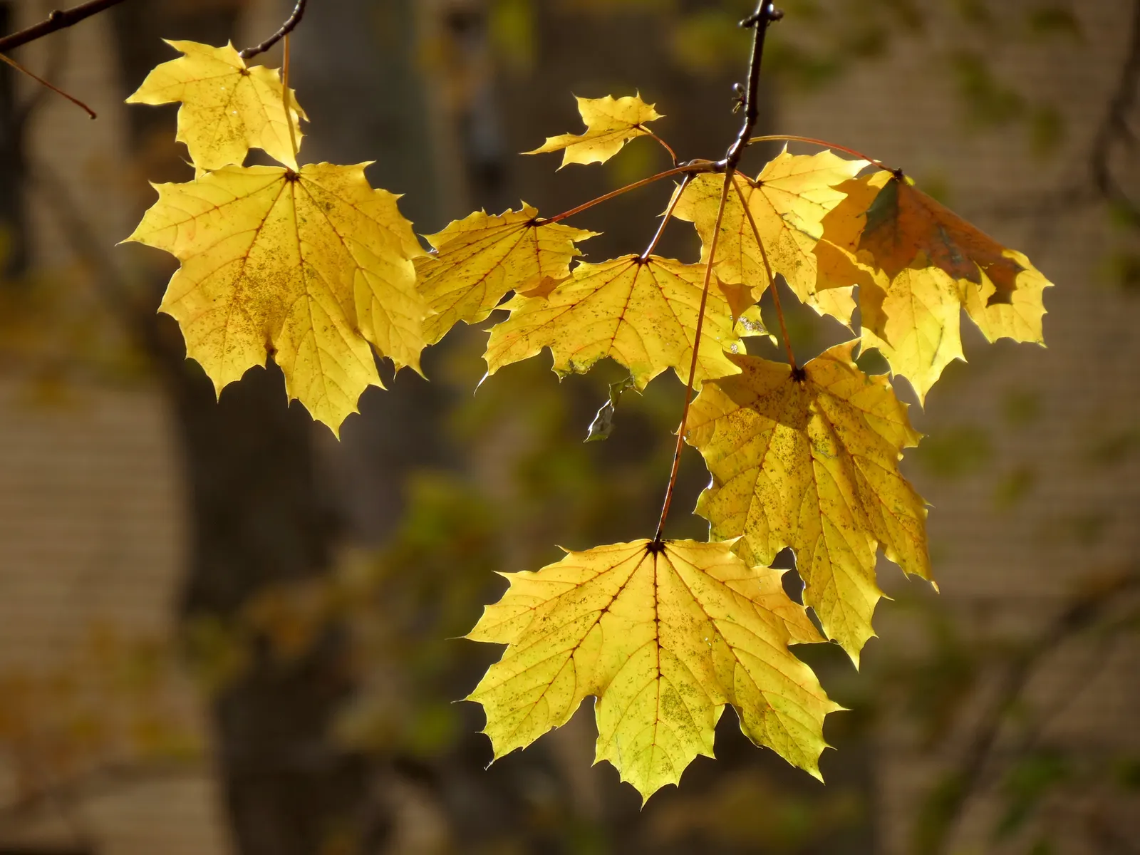 Crimson King Maple (Acer Platanoides 'Crimson King') — when it then turns to a brownish color