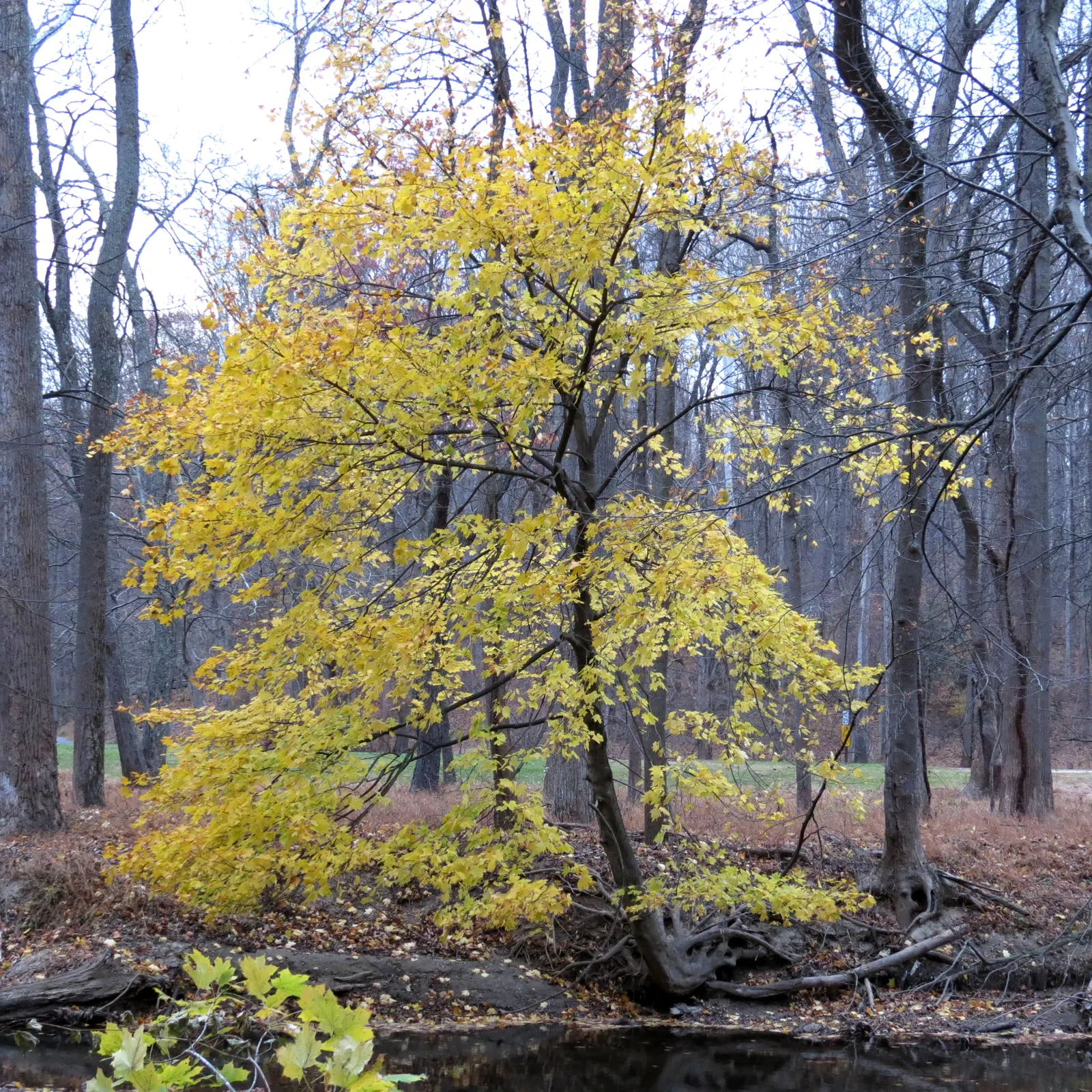 Crimson King Maple (Acer Platanoides 'Crimson King') — This tree's striking palette offers a dramatic contrast to the typical greens of the landscape