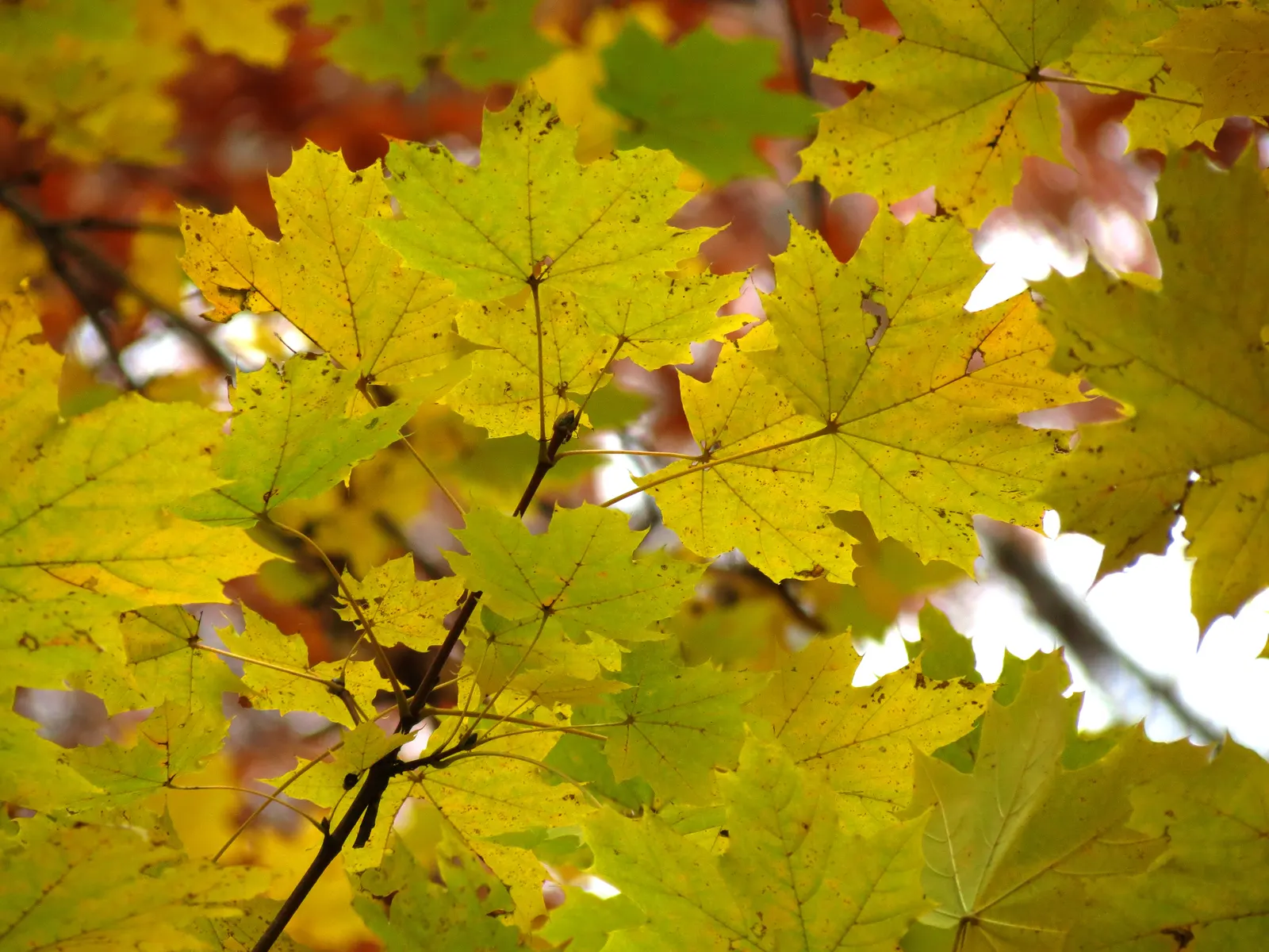 Crimson King Maple (Acer Platanoides 'Crimson King') — The Crimson King Maple serves as a picturesque specimen or shade tree in larger gardens and public