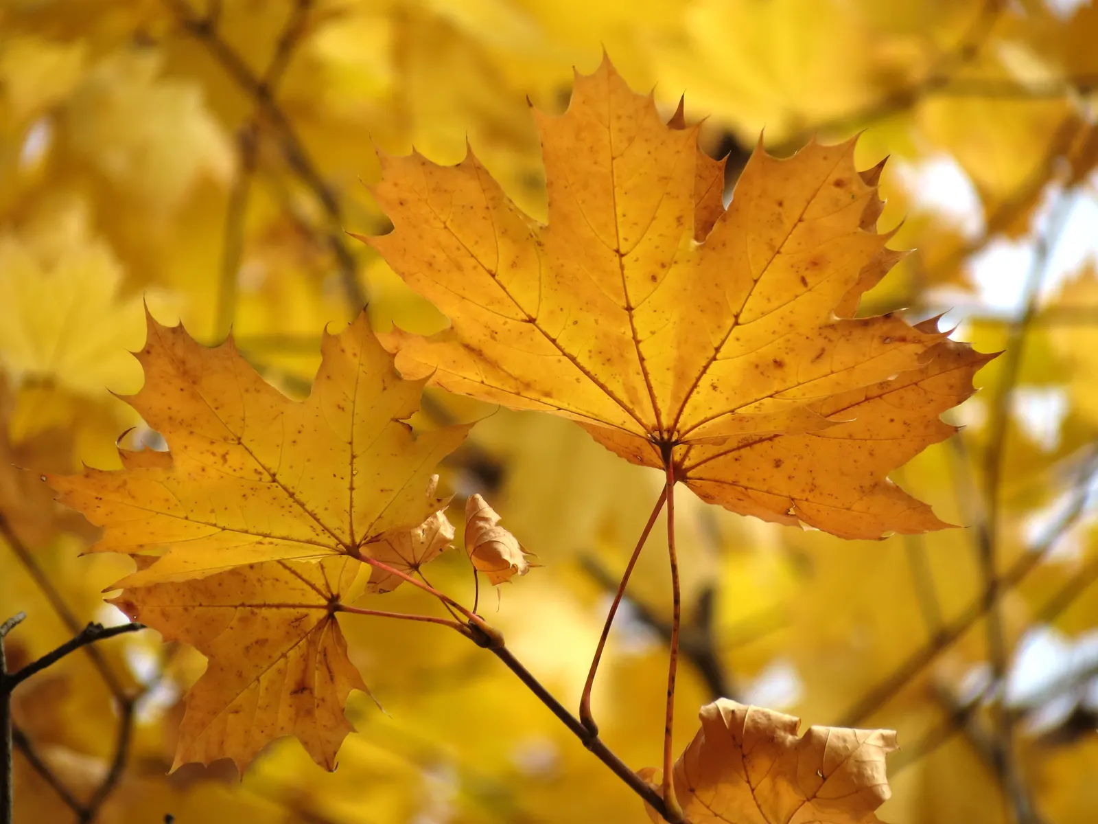 Crimson King Maple (Acer Platanoides 'Crimson King') — is a striking specimen renowned for its distinctive maroon or purple foliage; a cultivar of, image 57