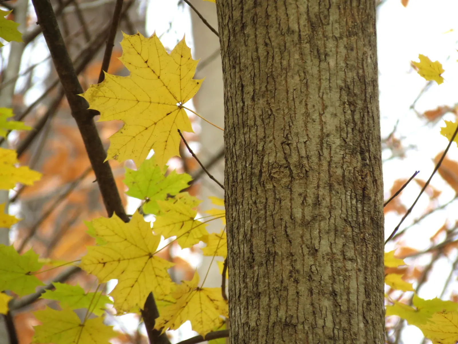 Crimson King Maple (Acer Platanoides 'Crimson King') — reaching a mature height of 35 to 50 feet with a spread of 25 to 40 feet