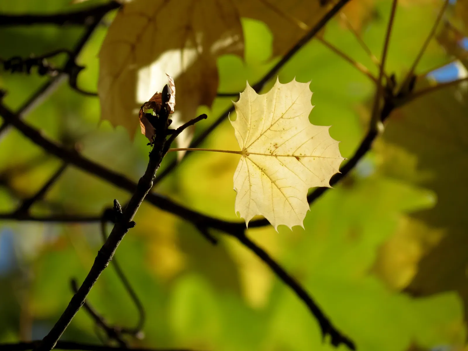 Crimson King Maple (Acer Platanoides 'Crimson King') — exhibiting moderate drought tolerance once established