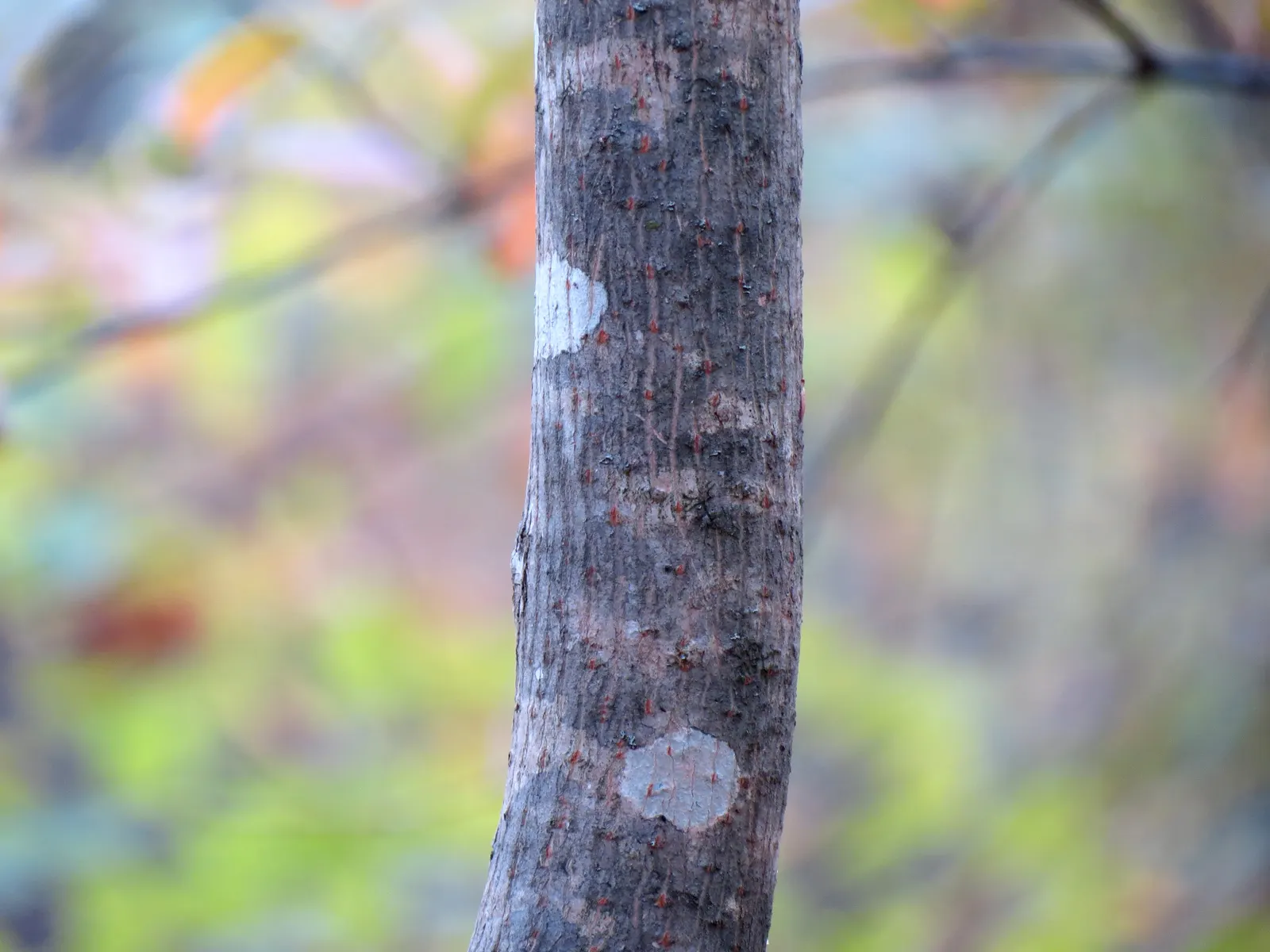 Crimson King Maple (Acer Platanoides 'Crimson King') — A cultivar of the Norway Maple
