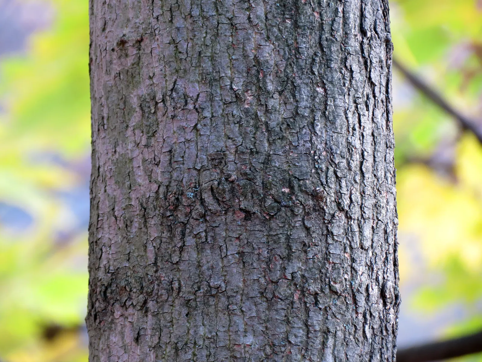 Crimson King Maple (Acer Platanoides 'Crimson King') — making it a favorite for adding seasonal interest.<br><br>While it is mostly pest-free; it, image 72