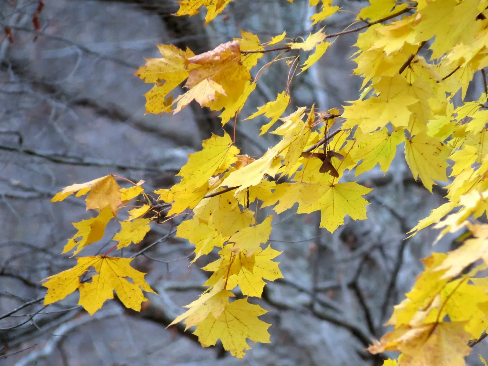 Crimson King Maple (Acer Platanoides 'Crimson King') — When designing landscapes; it can sometimes be susceptible to aphids and bark problems