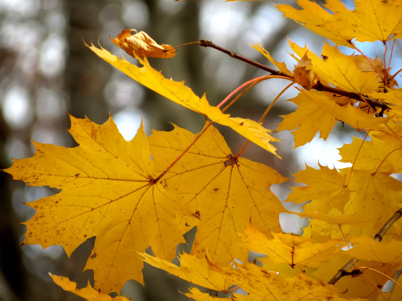 Crimson King Maple (Acer Platanoides 'Crimson King') — Reaching up to 35-50 feet in height with a 25-40 feet spread; botanically known as Acer, image 79