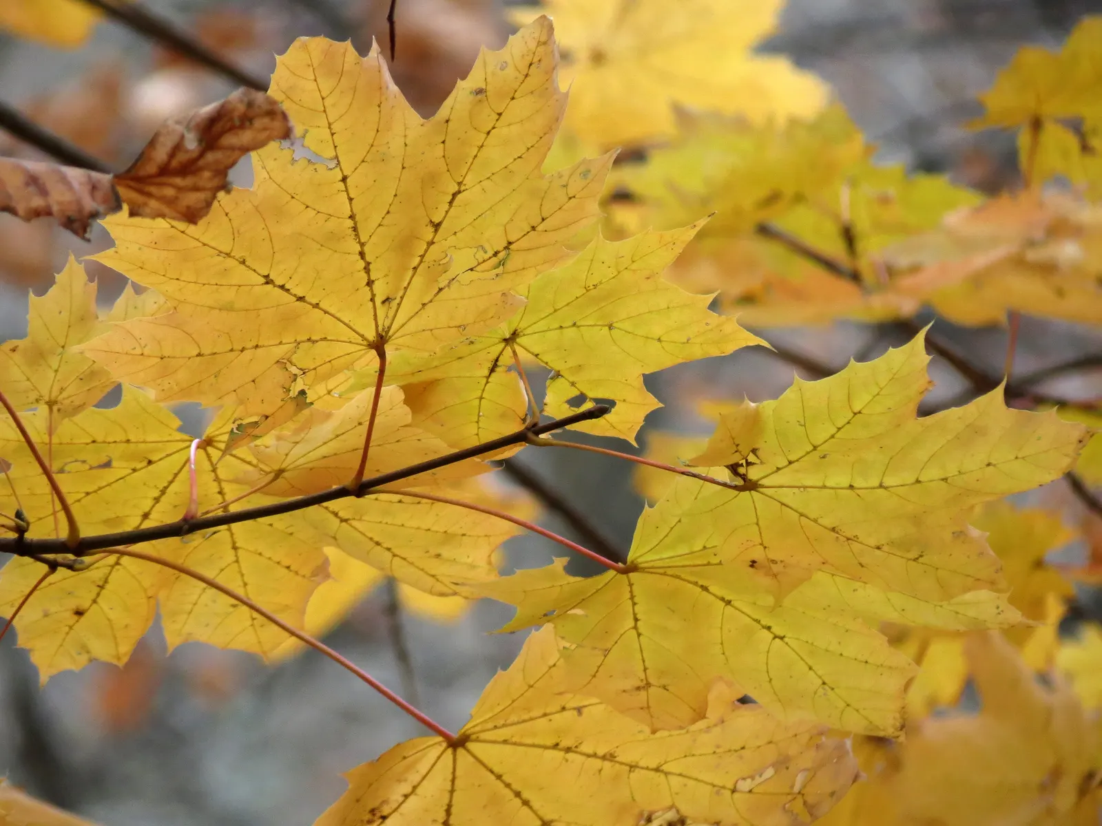 Crimson King Maple (Acer Platanoides 'Crimson King') — A cultivar of the Norway Maple; exhibiting moderate drought tolerance once established