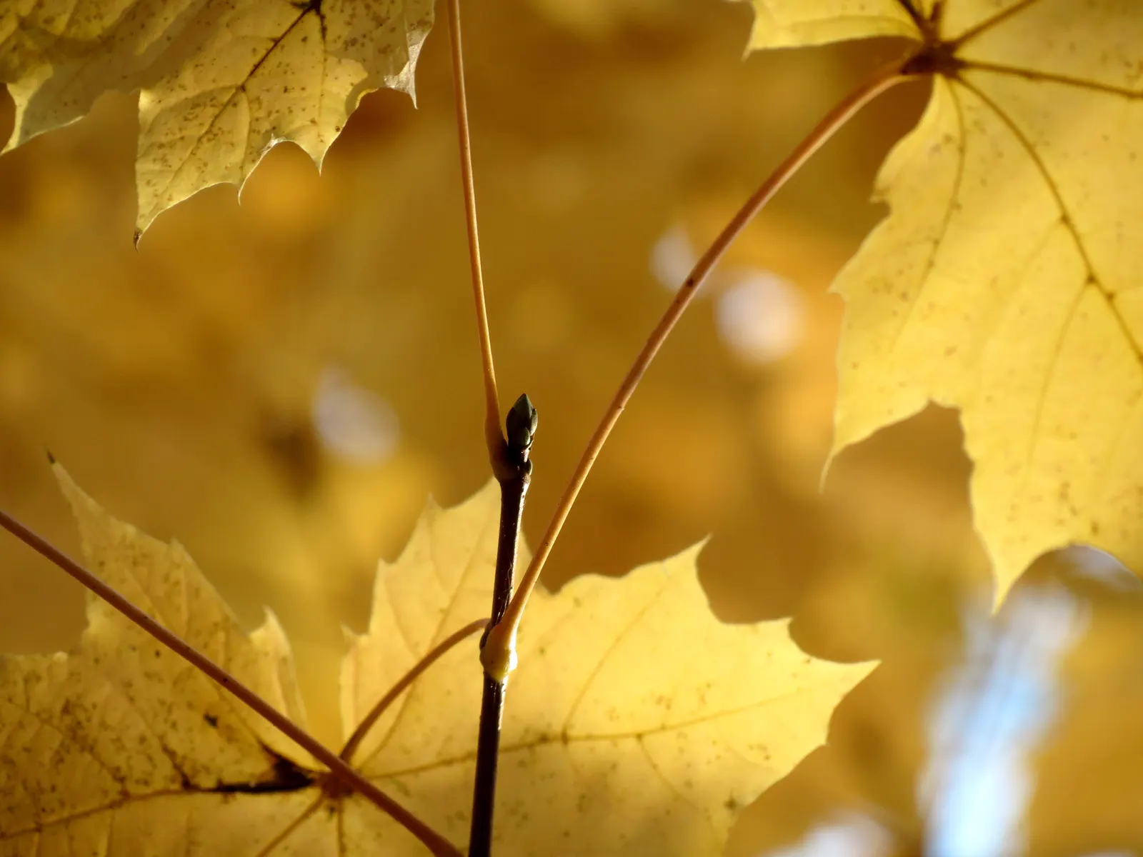 Crimson King Maple (Acer Platanoides 'Crimson King') — tree for full