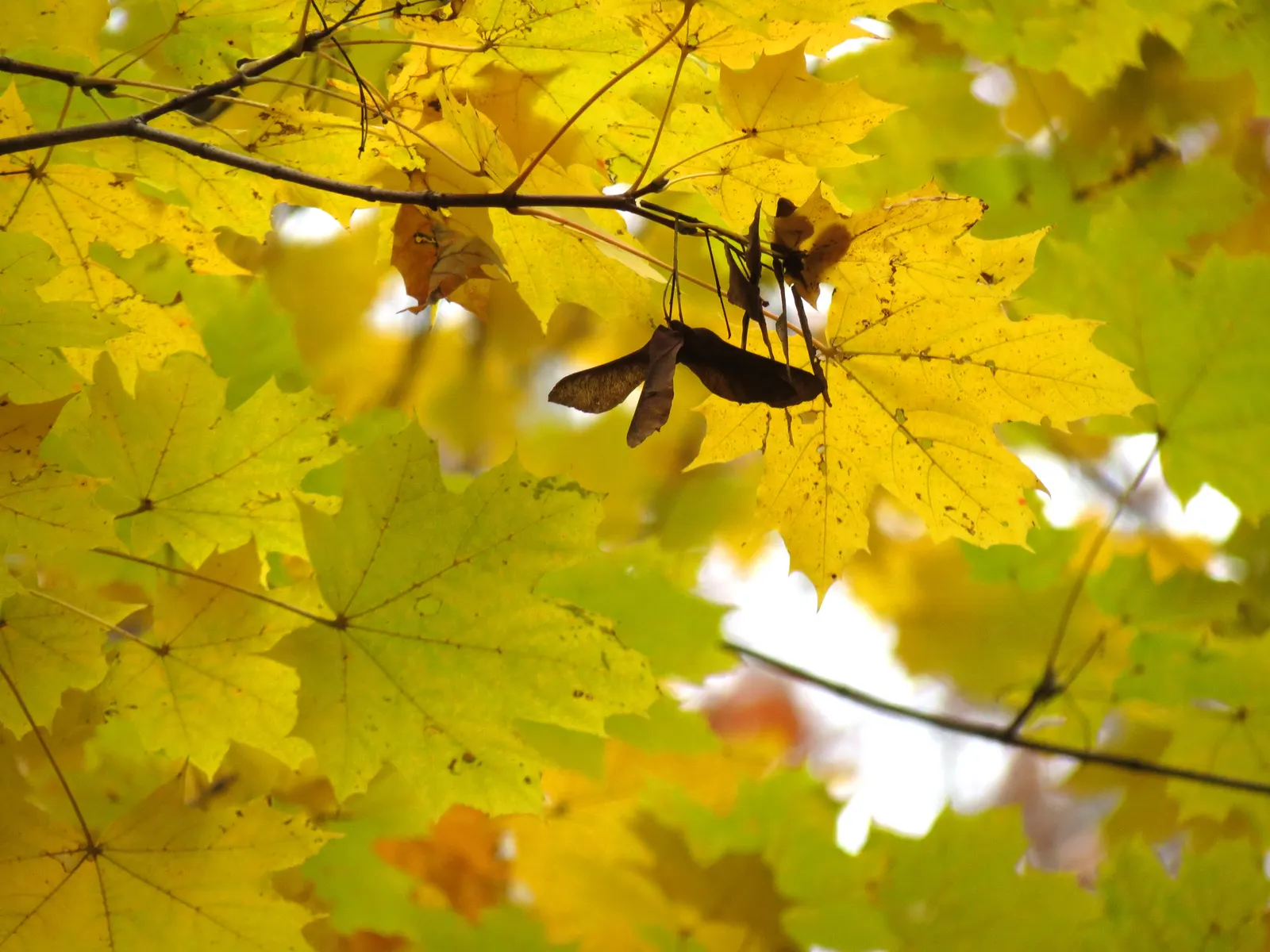 Crimson King Maple (Acer Platanoides 'Crimson King') — making it a favorite for adding seasonal interest.<br><br>While it is mostly pest-free; it boasts a