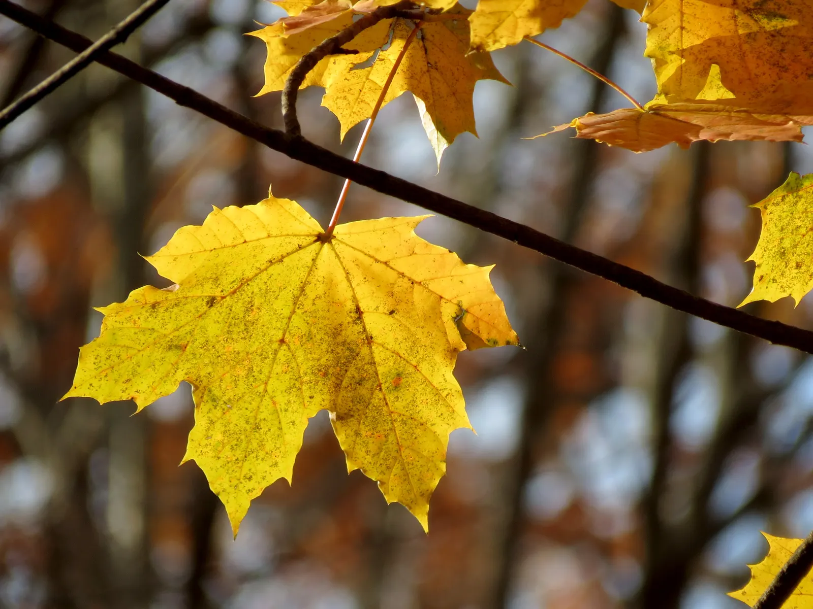 Crimson King Maple (Acer Platanoides 'Crimson King') — space consideration is essential due to its expansive root system; preferring full sun to partial shade