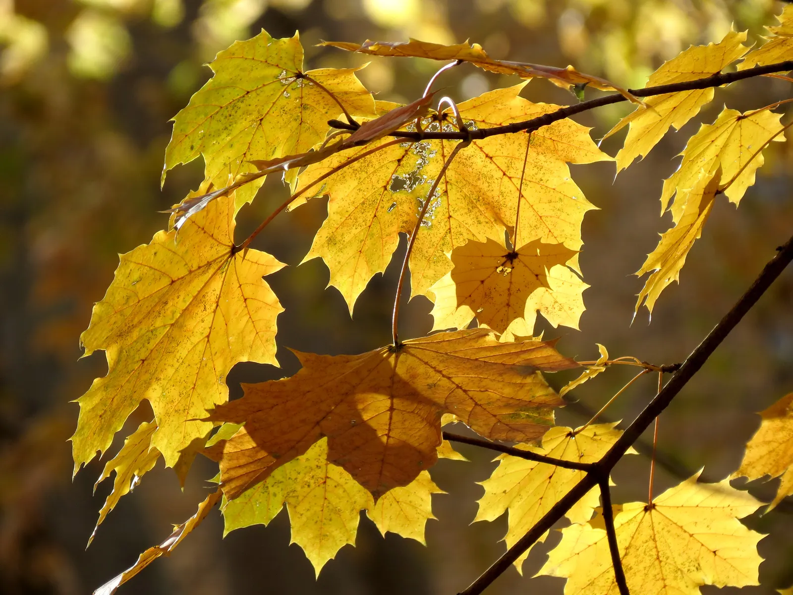 Crimson King Maple (Acer Platanoides 'Crimson King') — loamy soil but is adaptable to a range of soil conditions