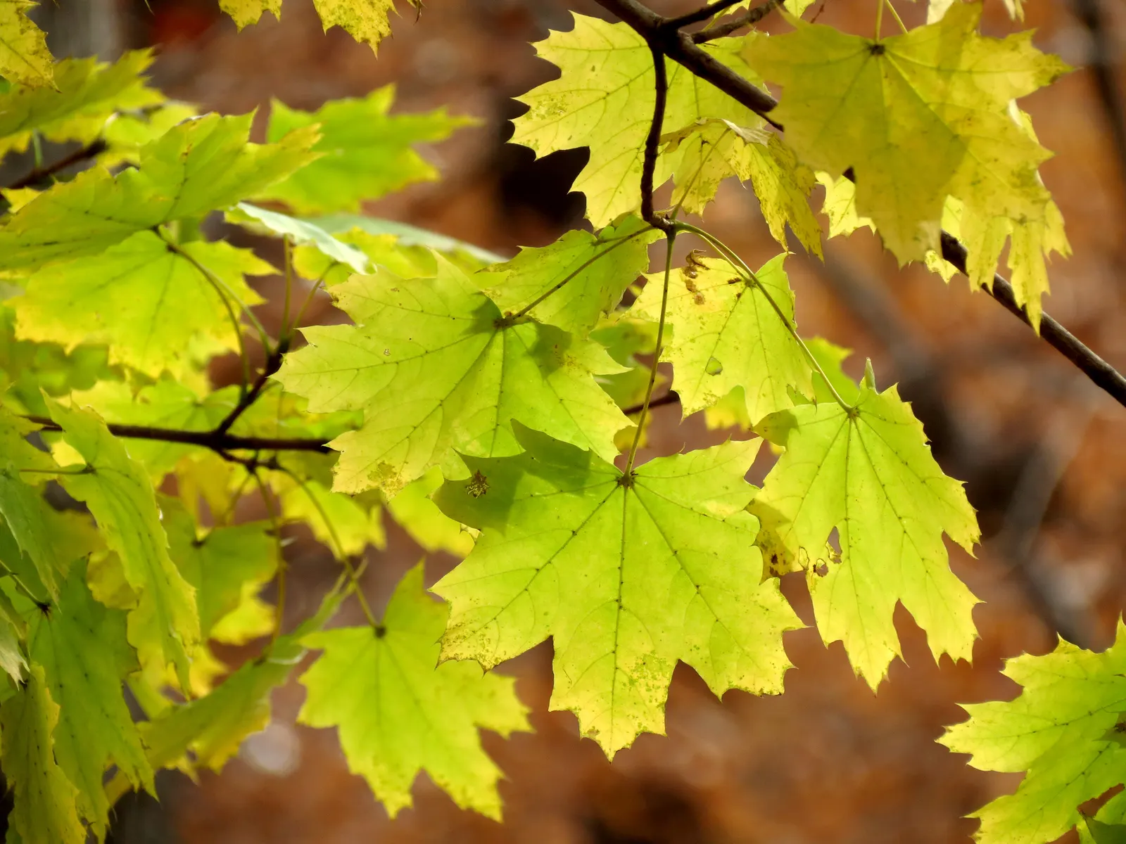 Crimson King Maple (Acer Platanoides 'Crimson King') — Preferring full sun to partial shade; the Crimson King Maple thrives in full sun to partial, image 80
